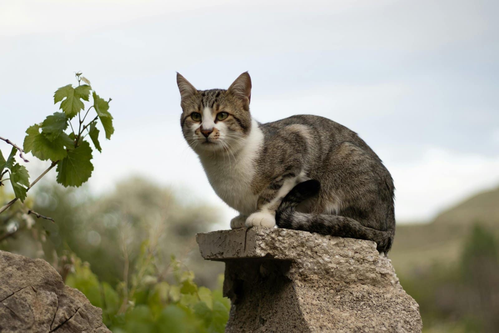 Un gato atigrado posado en una piedra con vegetación y un fondo natural de enfoque suave.