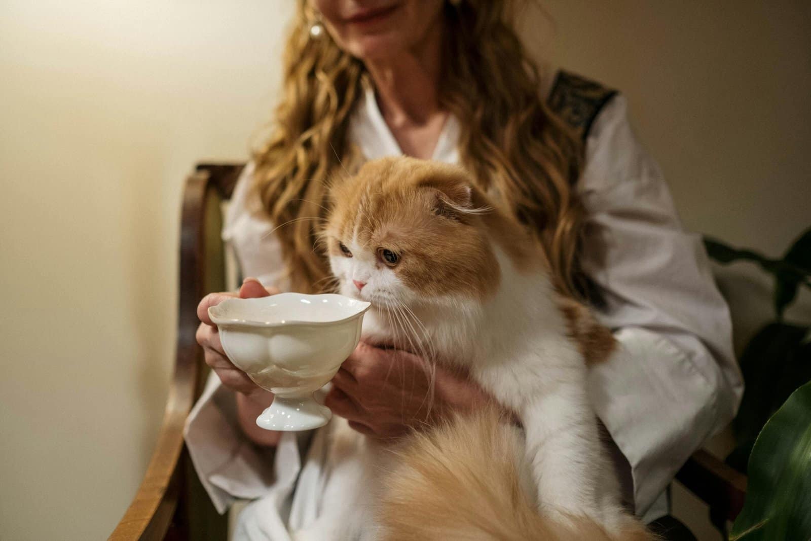 A fluffy cat in a woman's lap enjoys milk from a ceramic teacup. Cozy indoor setting.