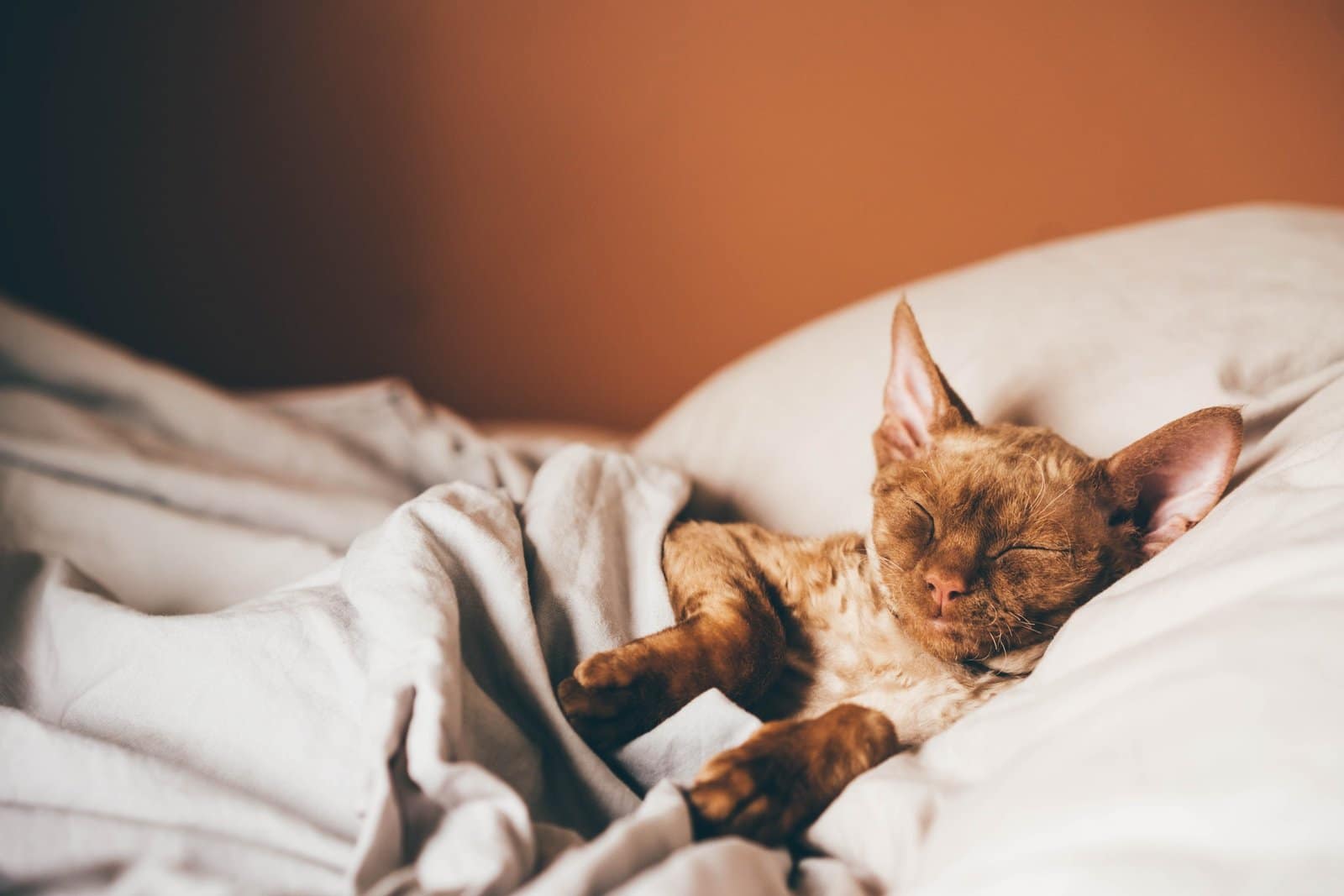 Devon Rex kitten. Devon rex cat sleeping on bed,