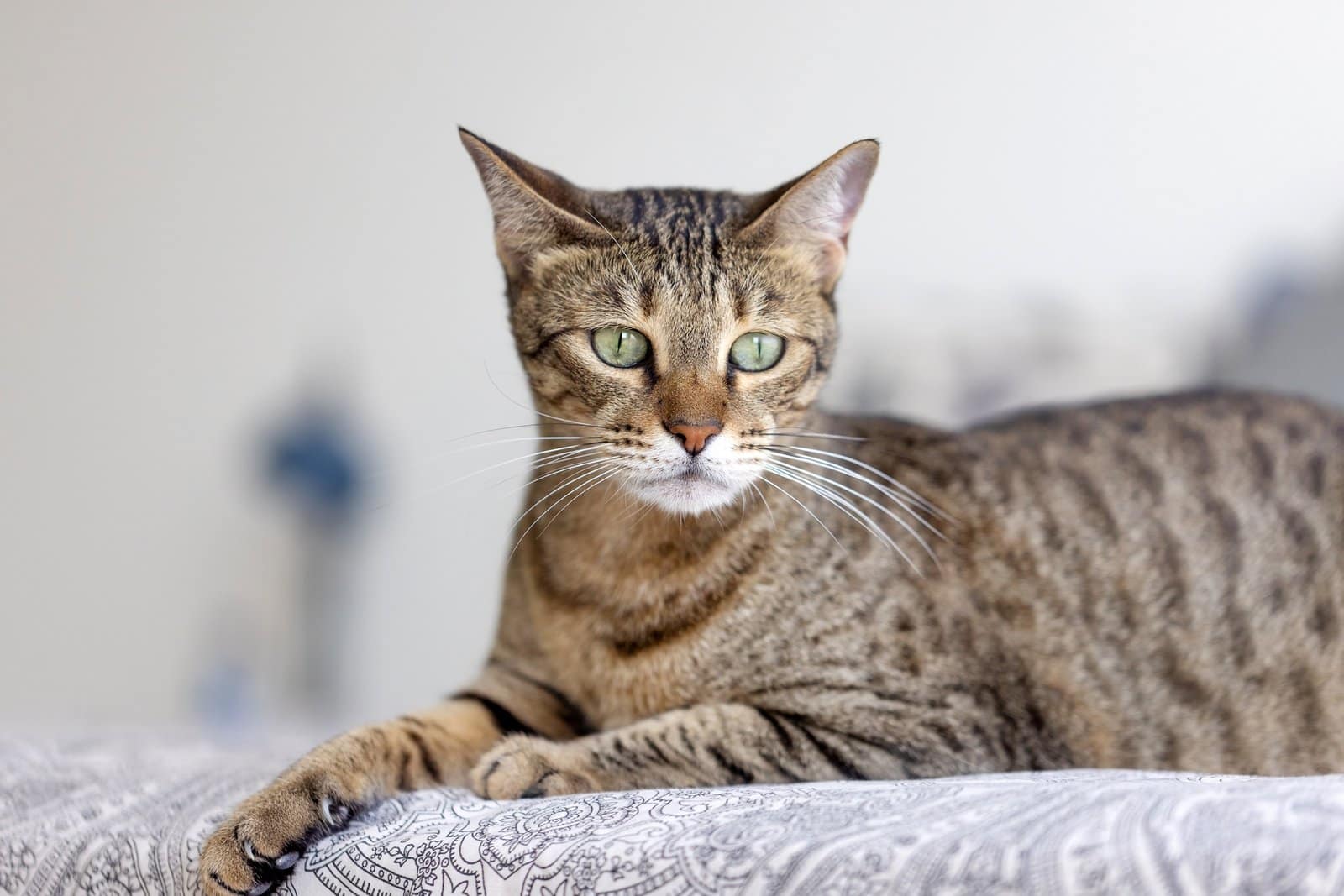 Oriental cat sitting on the bed, domestic animal closeup portrait