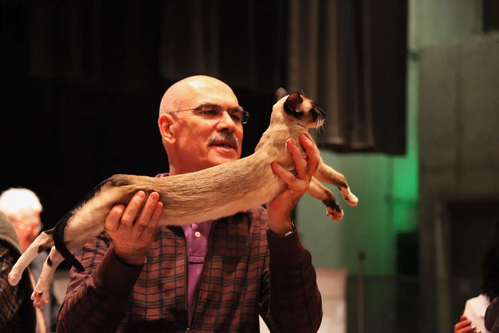 Gato siamés en una mesa de evaluación