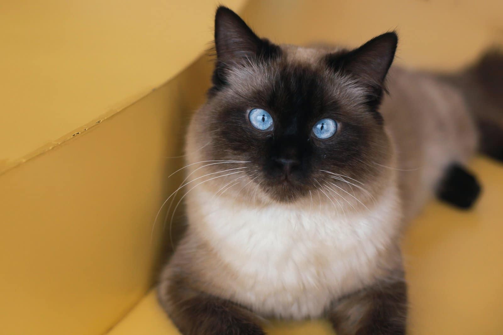 Blue Eyes Birman Cat