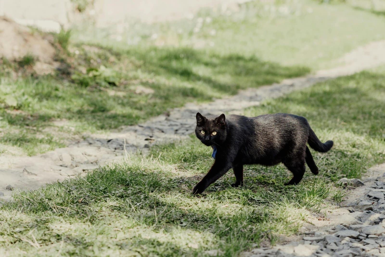A black Bombay cat walks gracefully on a sunlit pebble path, surrounded by greenery.