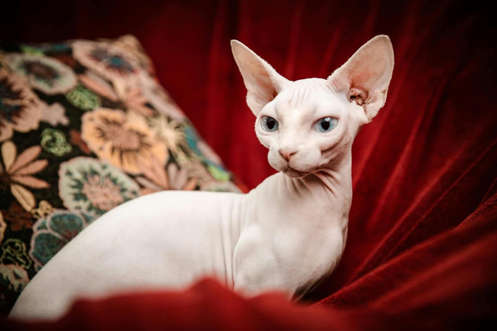 Retrato en primer plano de un gato Sphynx con llamativos ojos azules sobre un fondo de terciopelo rojo.