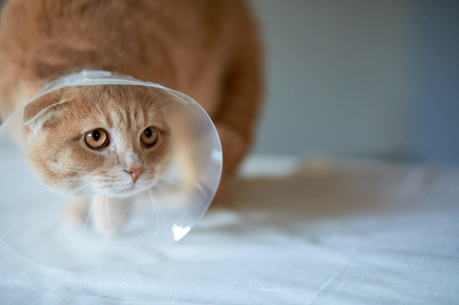 Cute beautiful cat with plastic cone collar after castration