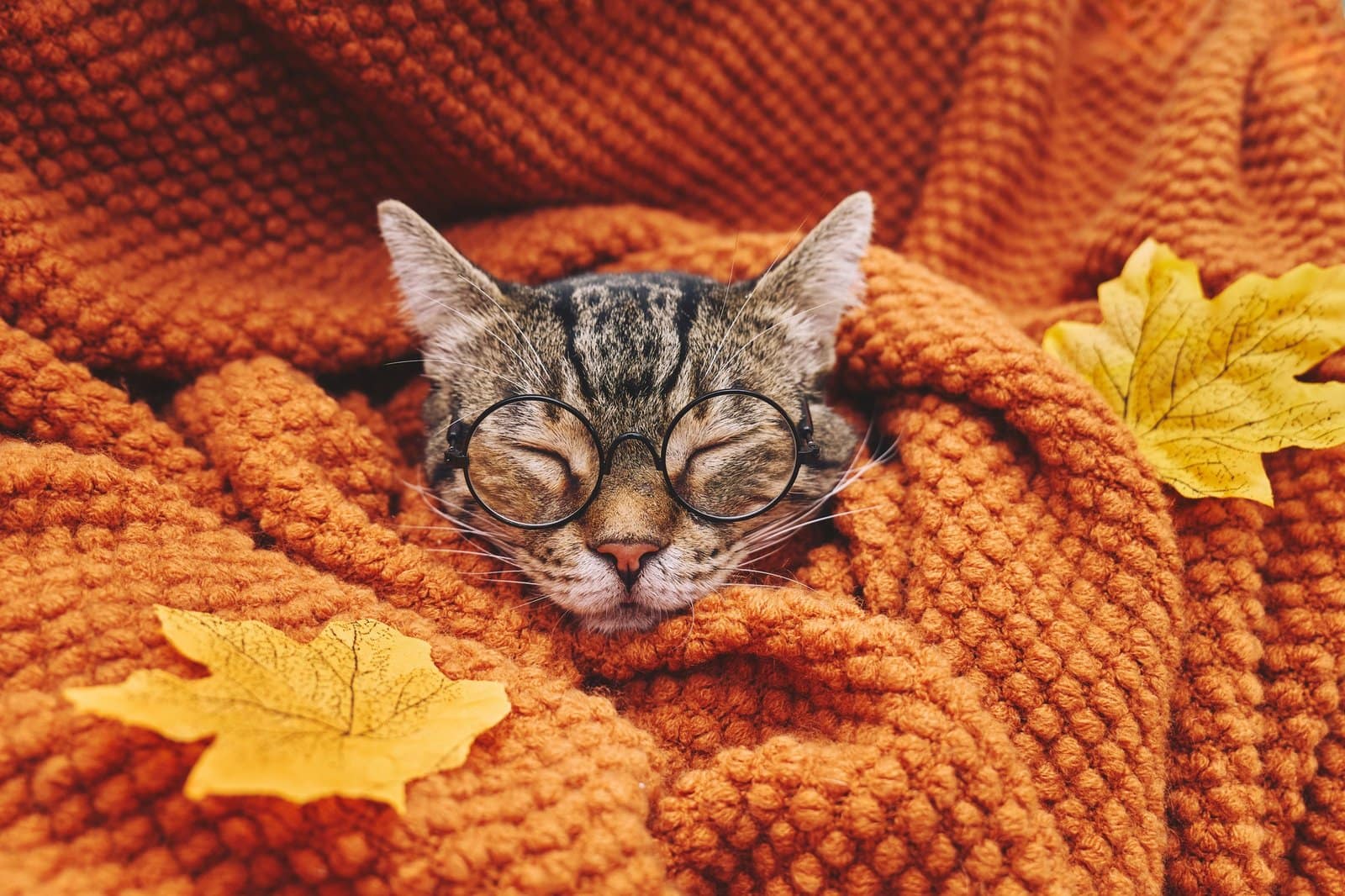 Cute tabby cat in glasses sleeping wrapped in wool orange blanket. Fall mood, autumn vibes.