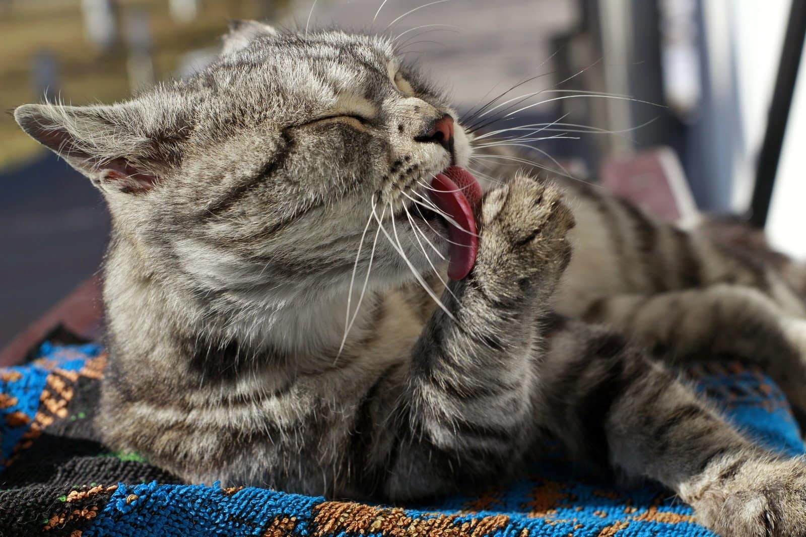 Gray adult cat licking its paw with a blurred background