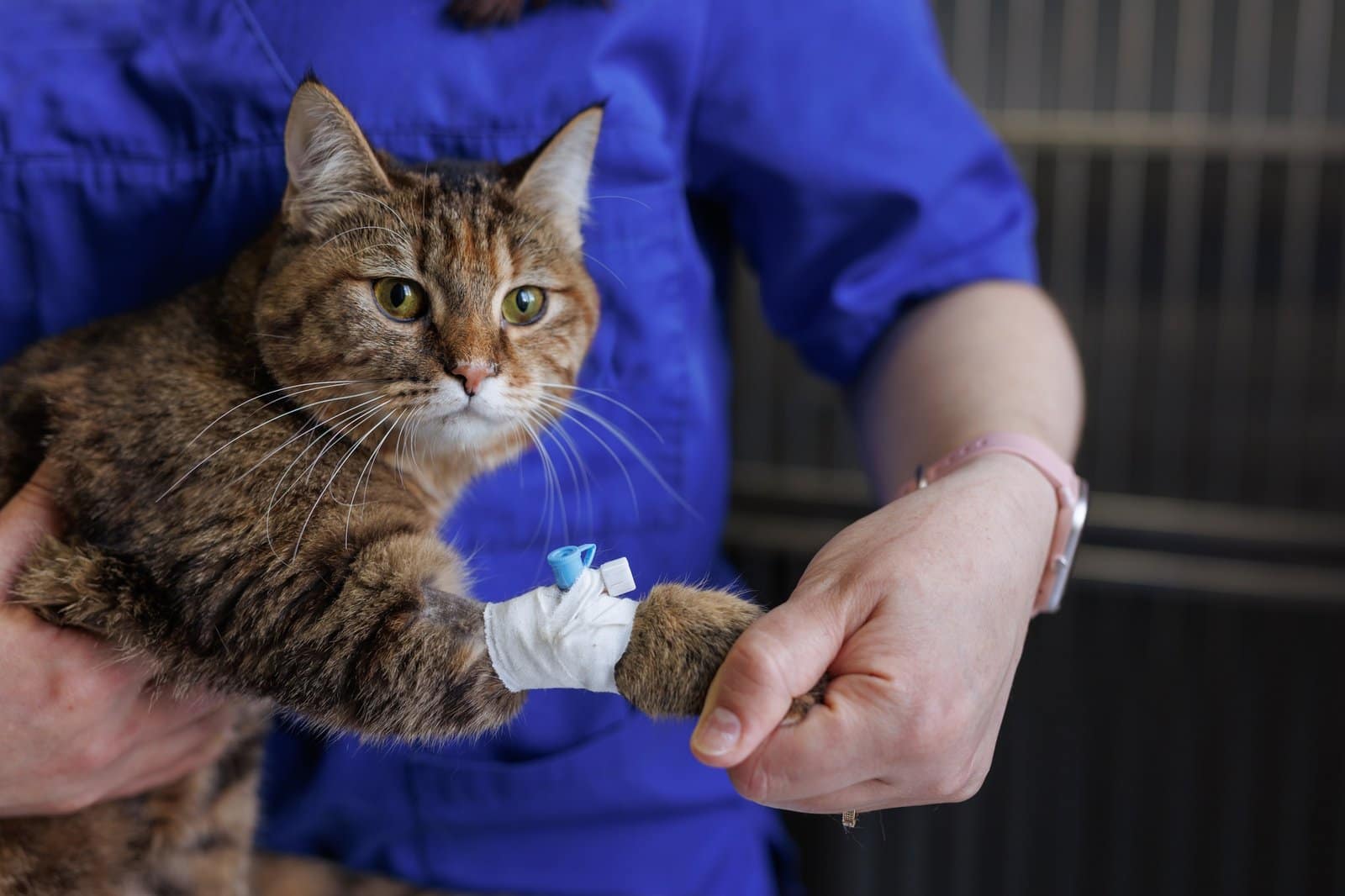 Vet caring for cat with IV catheter, animal treatment in veterinary clinic.