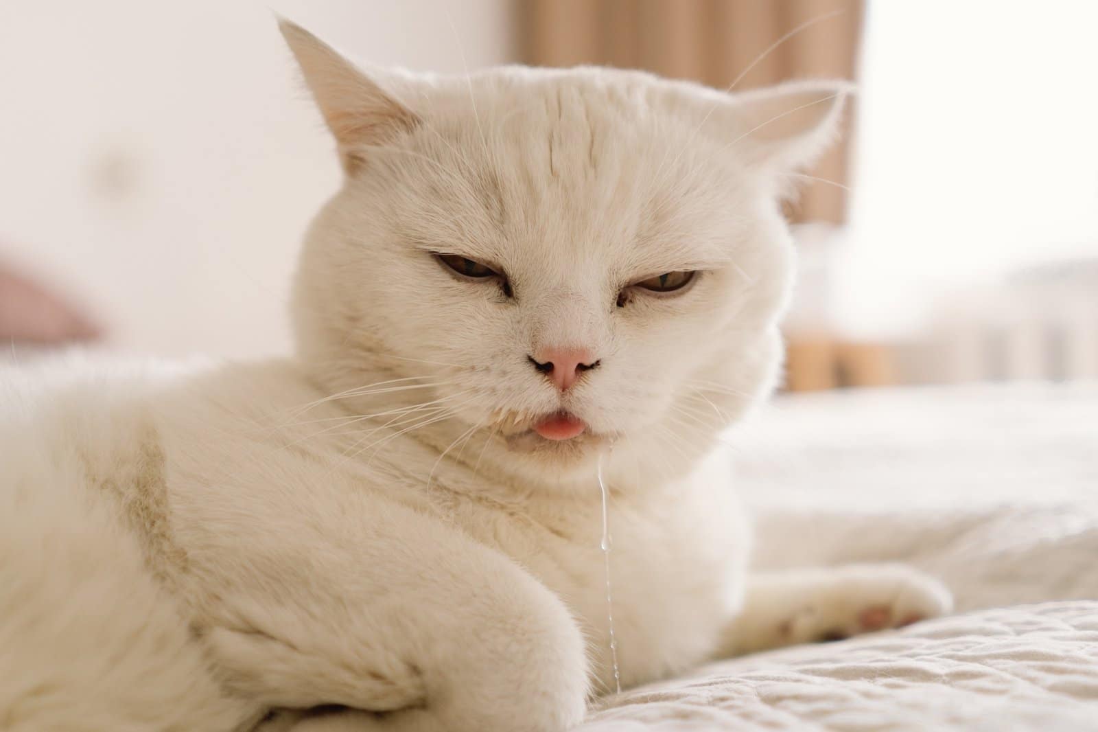 Eine kranke schottische Katze liegt auf dem Sofa.