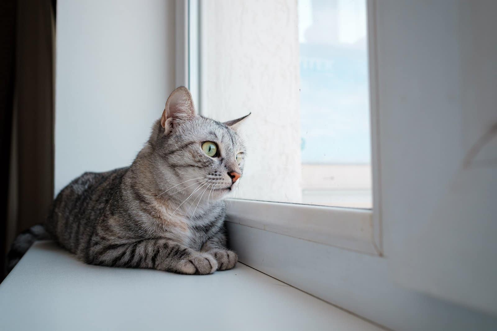 Beautiful gray cat sits on a windowsill and looks out the window