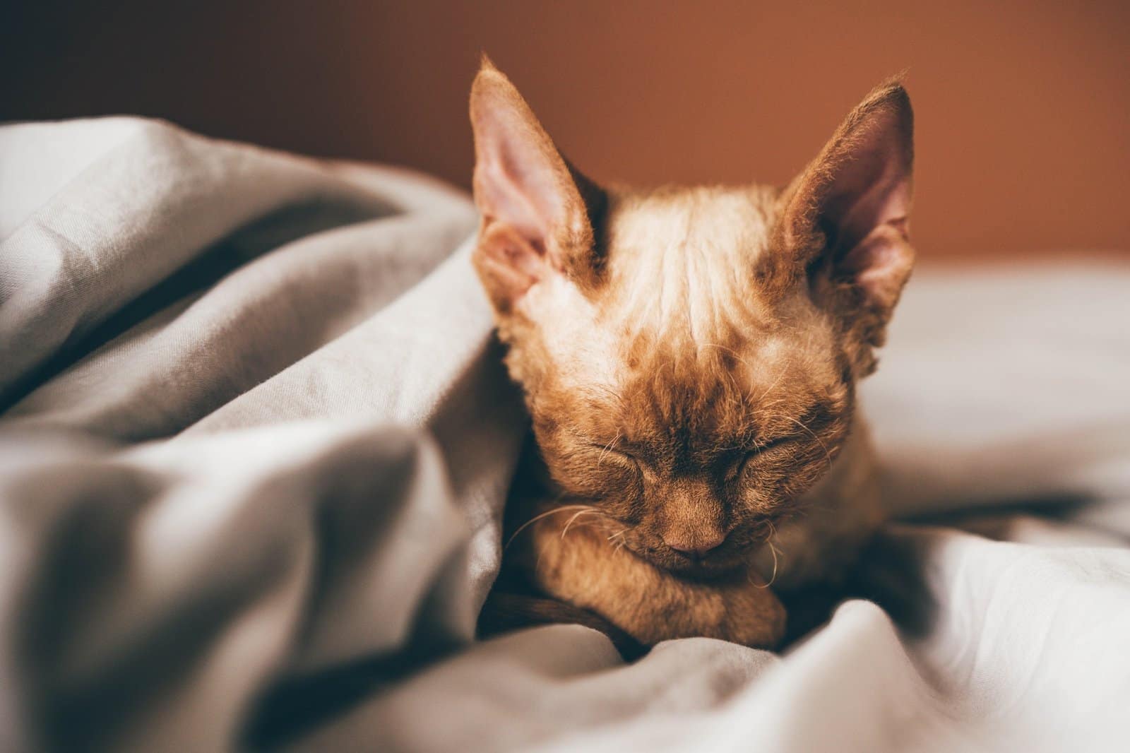 Cat sleeping at home