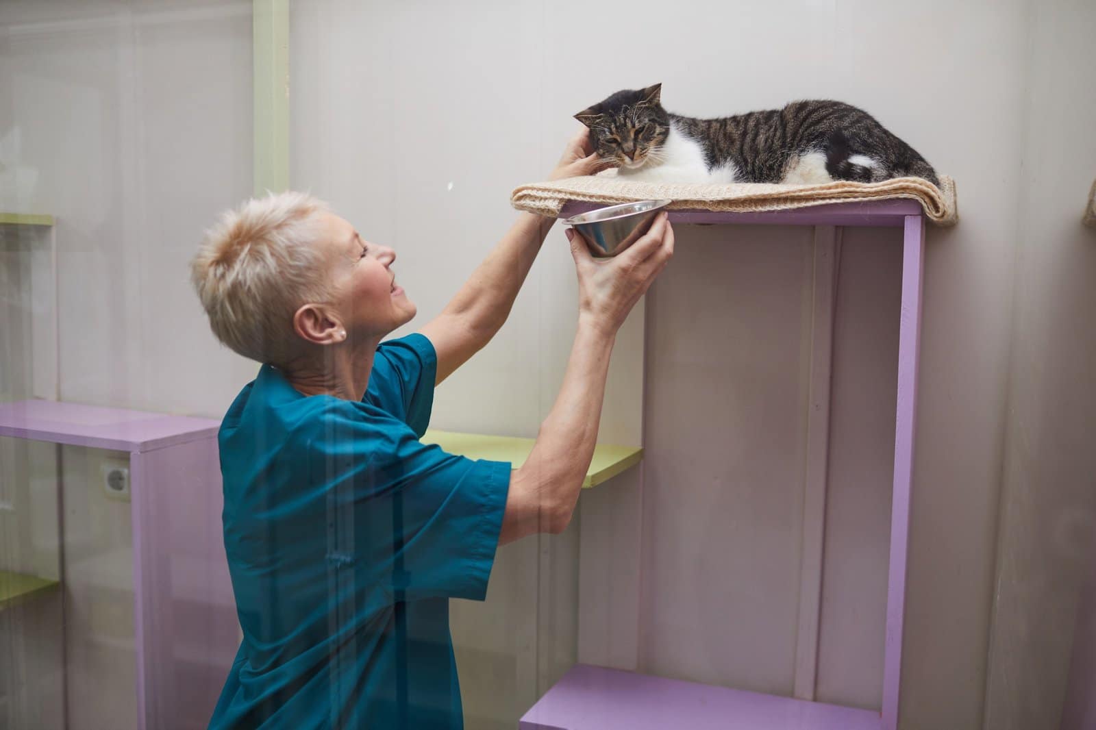 Médico dando de comer al gato