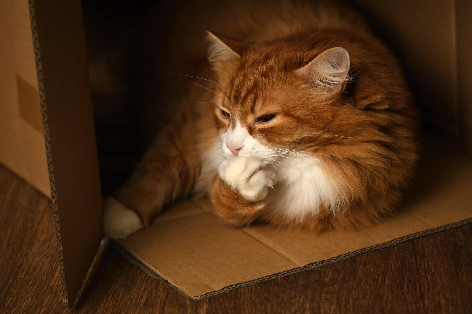 Ginger cat in a box