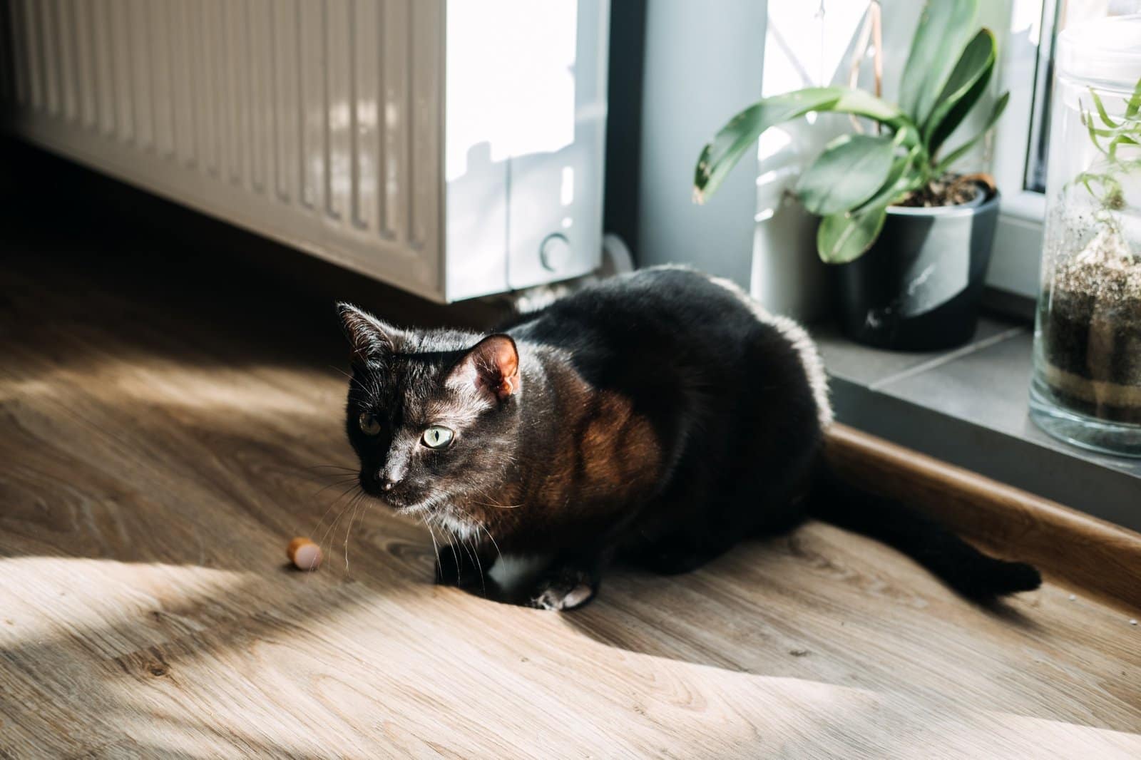Menschliche Lebensmittel, die für Katzen sicher sind. Harmlose Grundnahrungsmittel, die Sie mit Ihrer Lieblingskatze teilen können. Katze