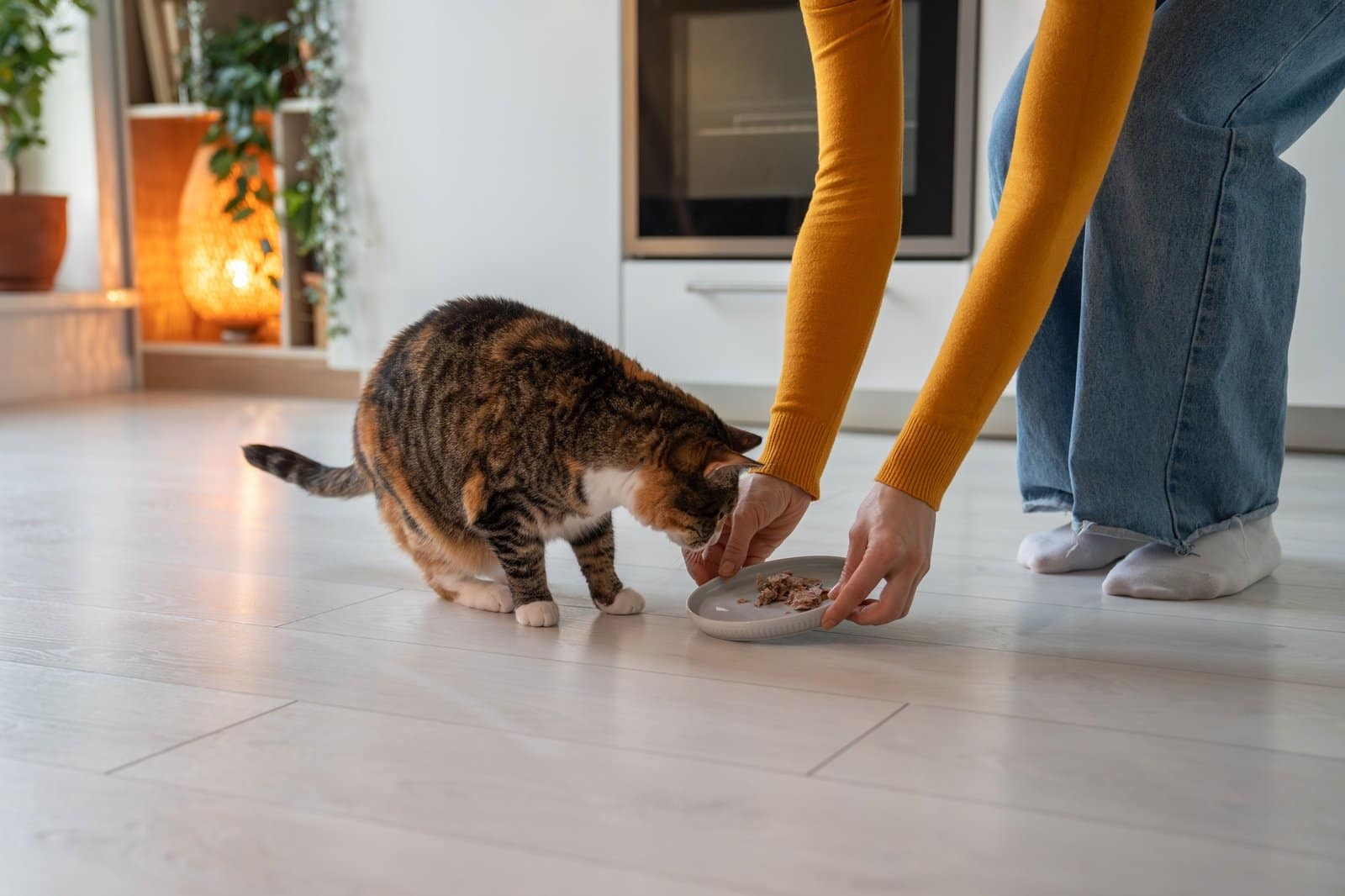 Pet owner woman feeding cat wet food in bowl on kitchen at home.