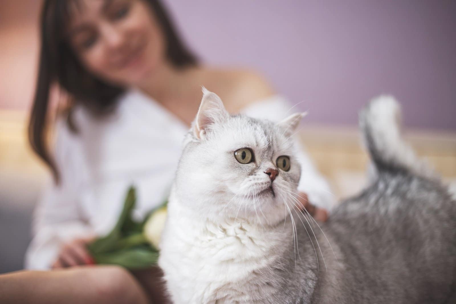 pregnant woman with a cat. cat is smelling the flowers. Scottish straight cat