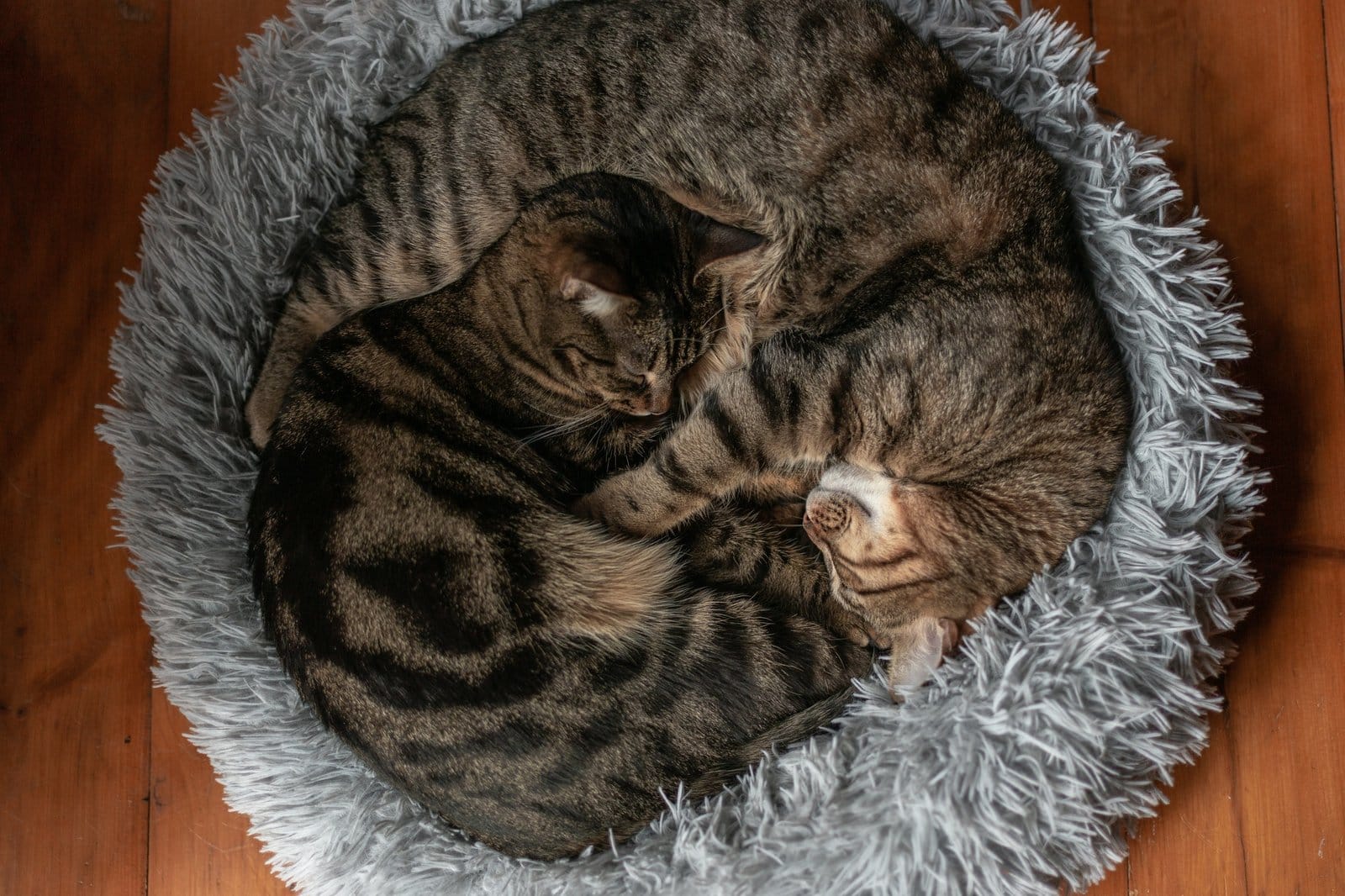 Two cute cats sleep in a fluffy cat bed