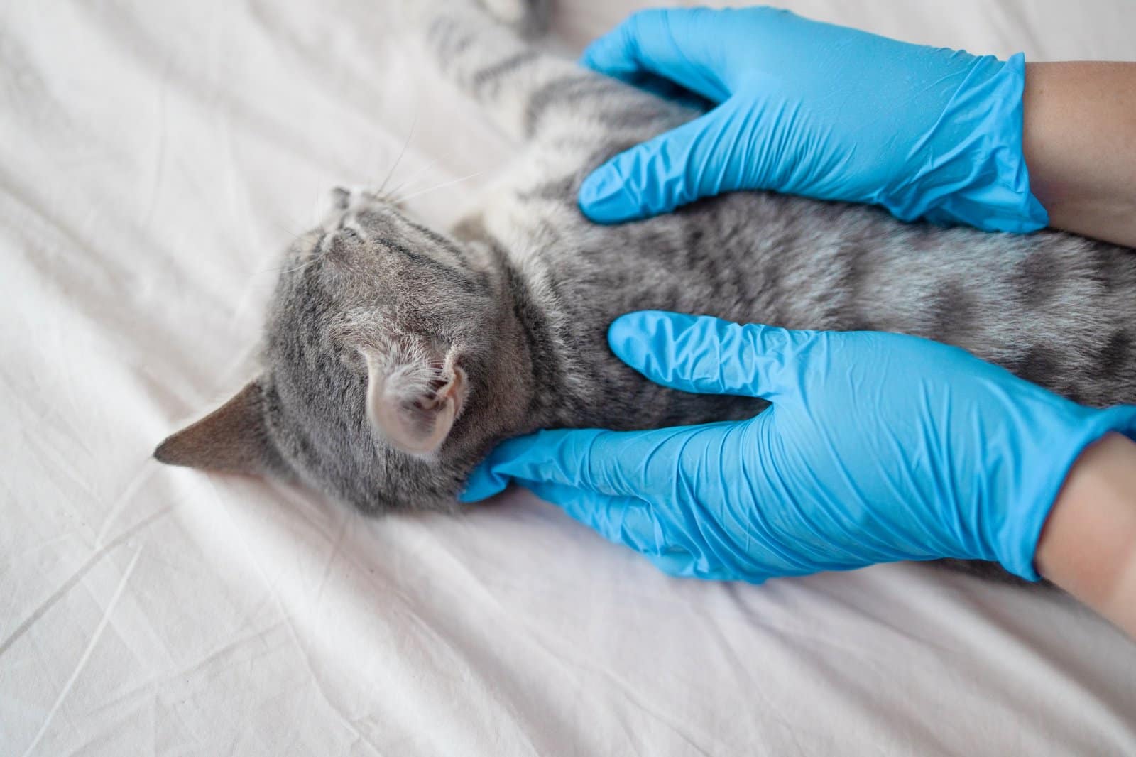 Veterinarian giving an injection to striped gray cat at home. Health care domestic animal