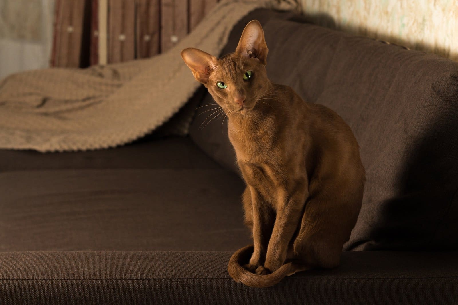 A brown Oriental cat sits gracefully on the sofa.