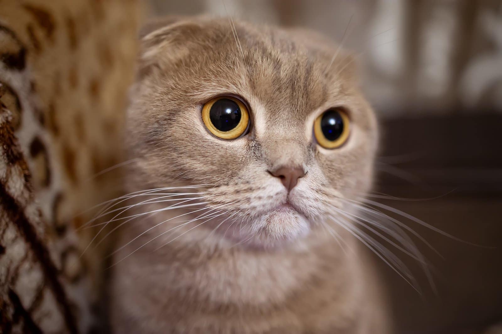 close-up of the lop-eared cat's eyes in yellow
