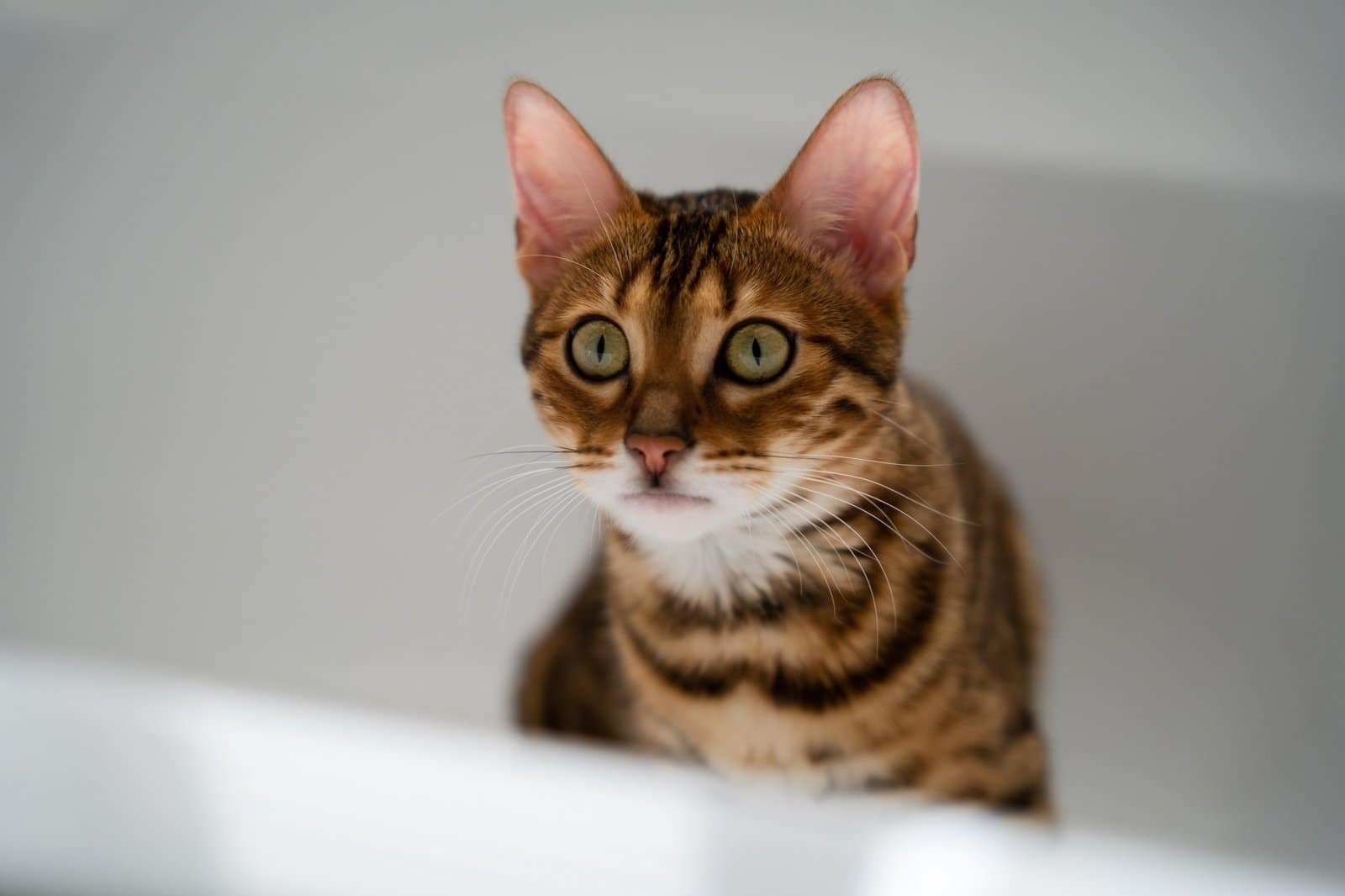 Primer plano de un adorable Toyger