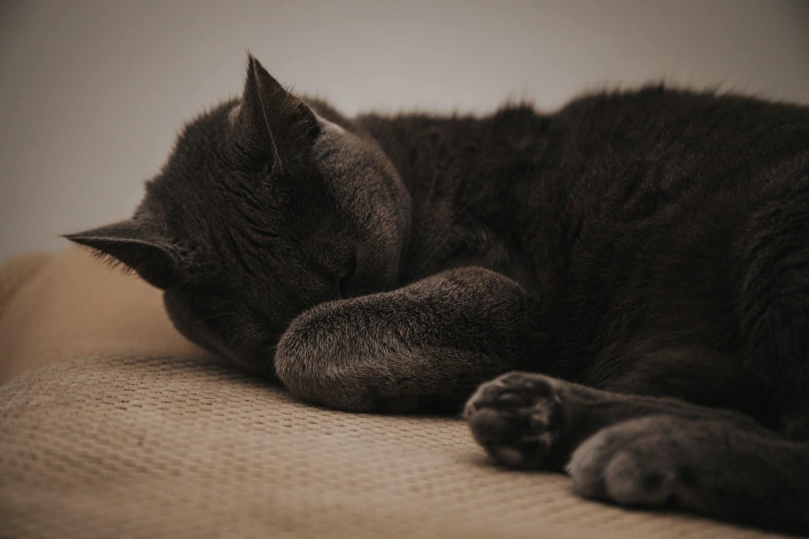 Closeup shot of a gray Korat cat with closed eyes lying on the brown sofa at home