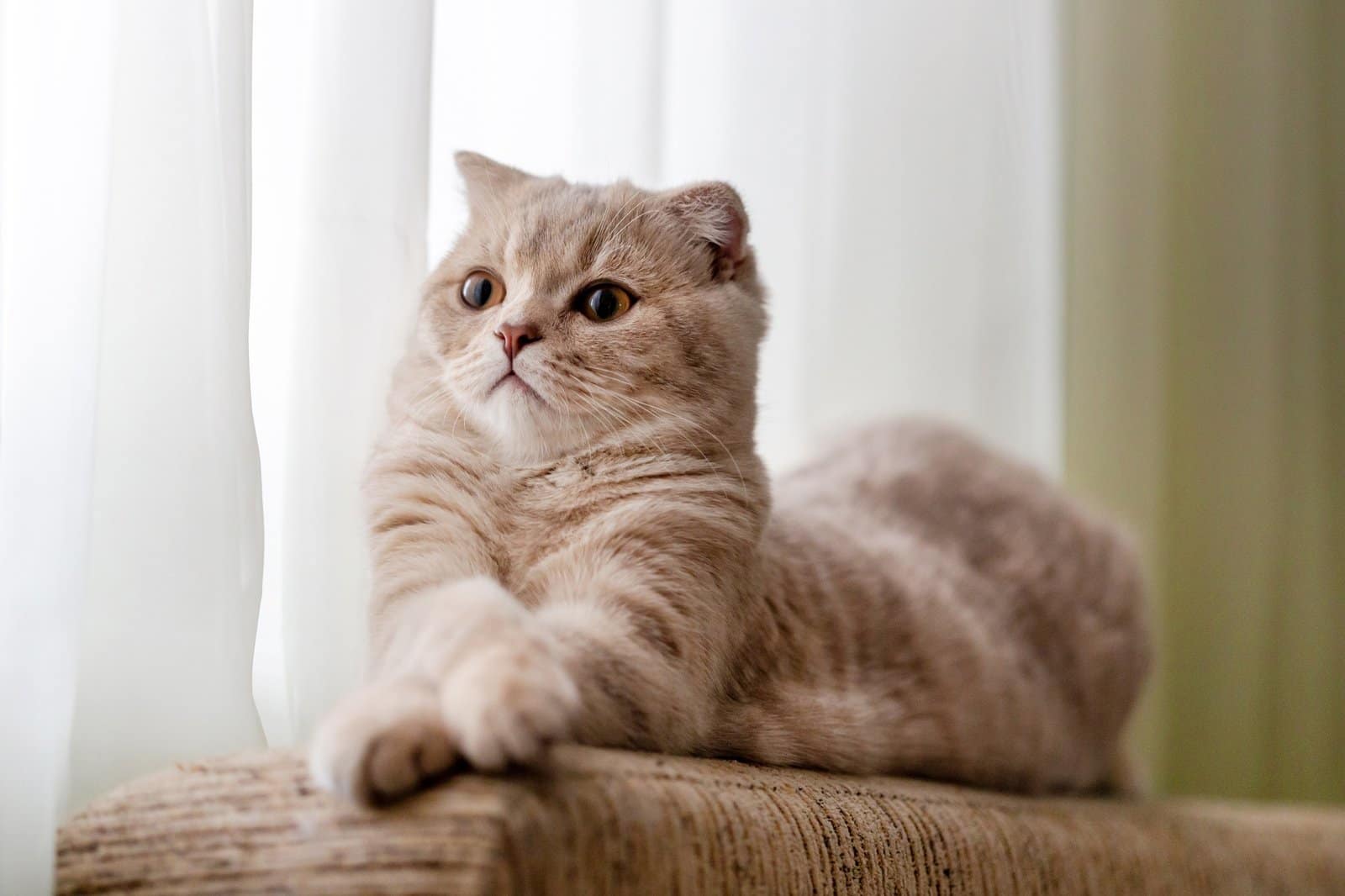 Cute scottish fold kitten relaxing at home