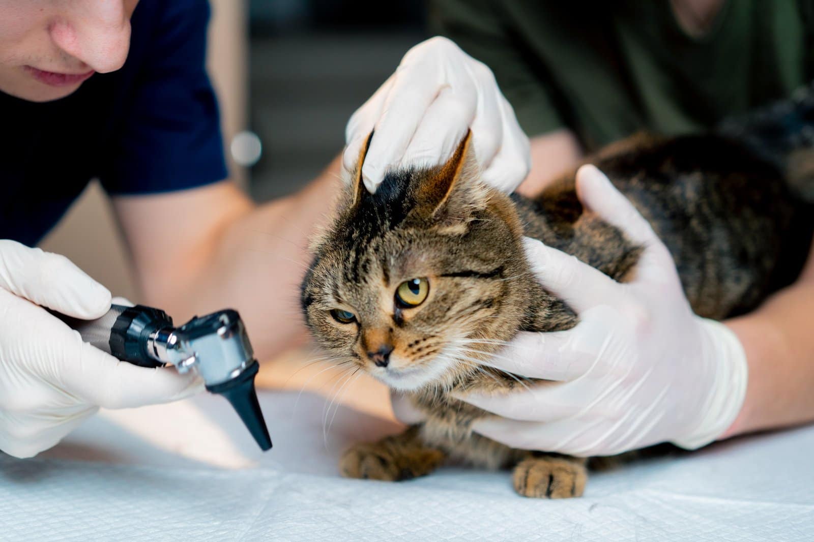 in a veterinary clinic veterinarian doctor holds another checking a cat's ear