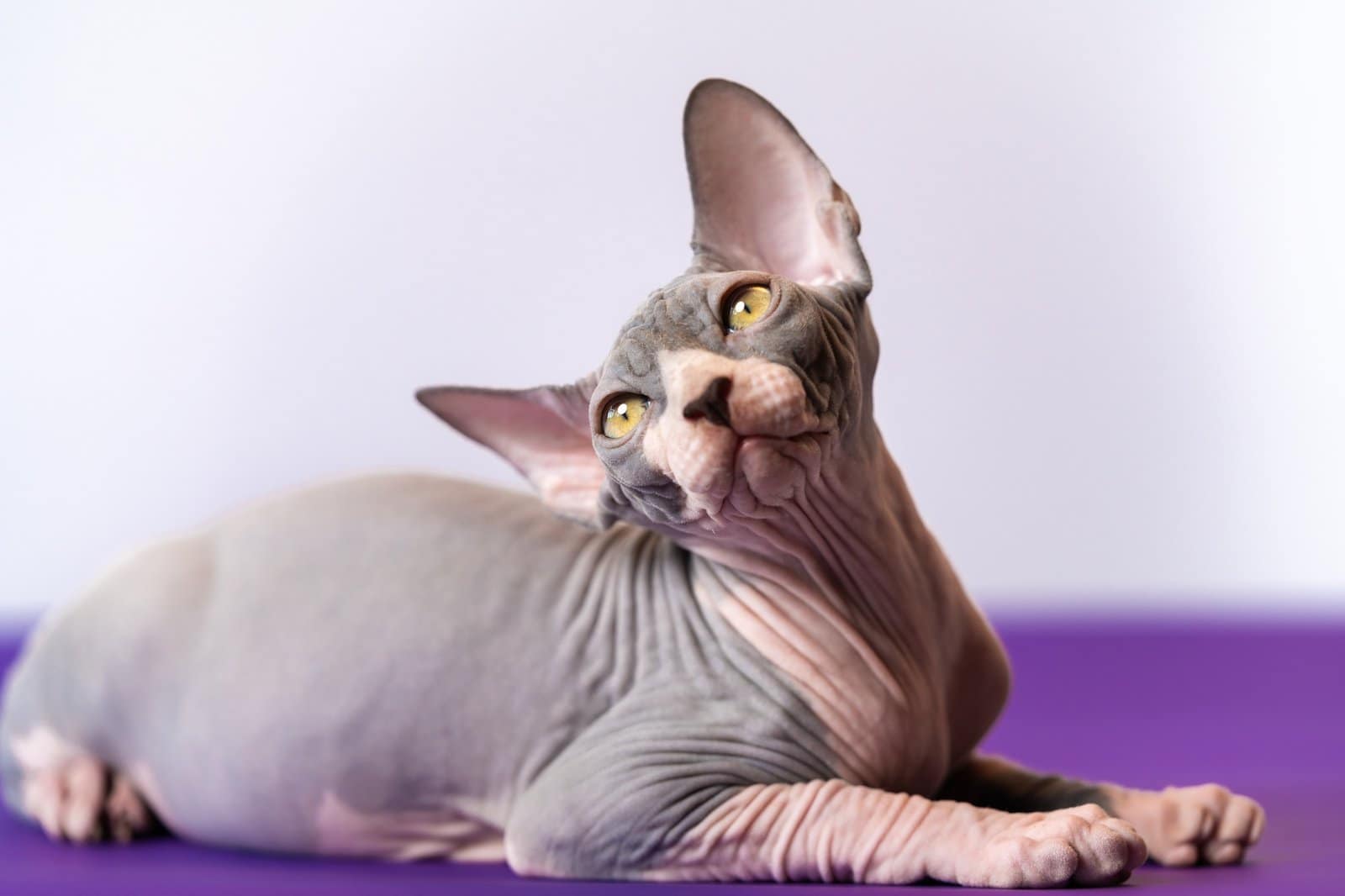 Luxury young Sphynx Hairless cat posing, lying at purple floor against white background, looking up