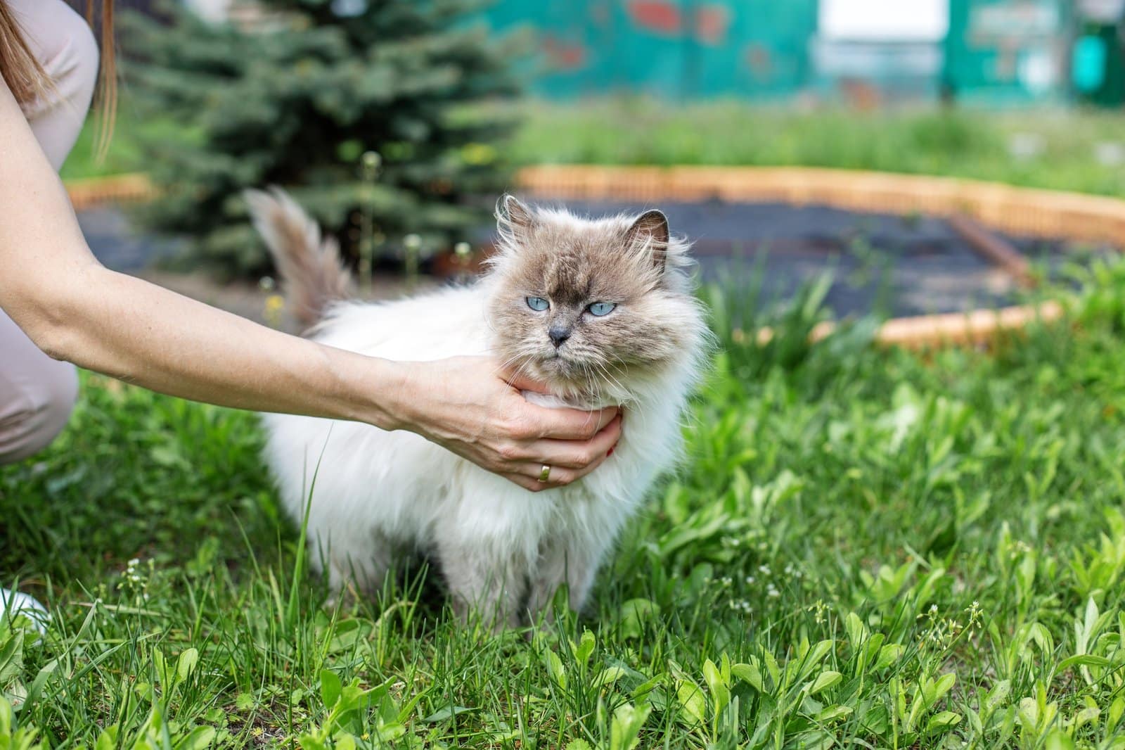 Persona sosteniendo a un esponjoso gato himalayo al aire libre
