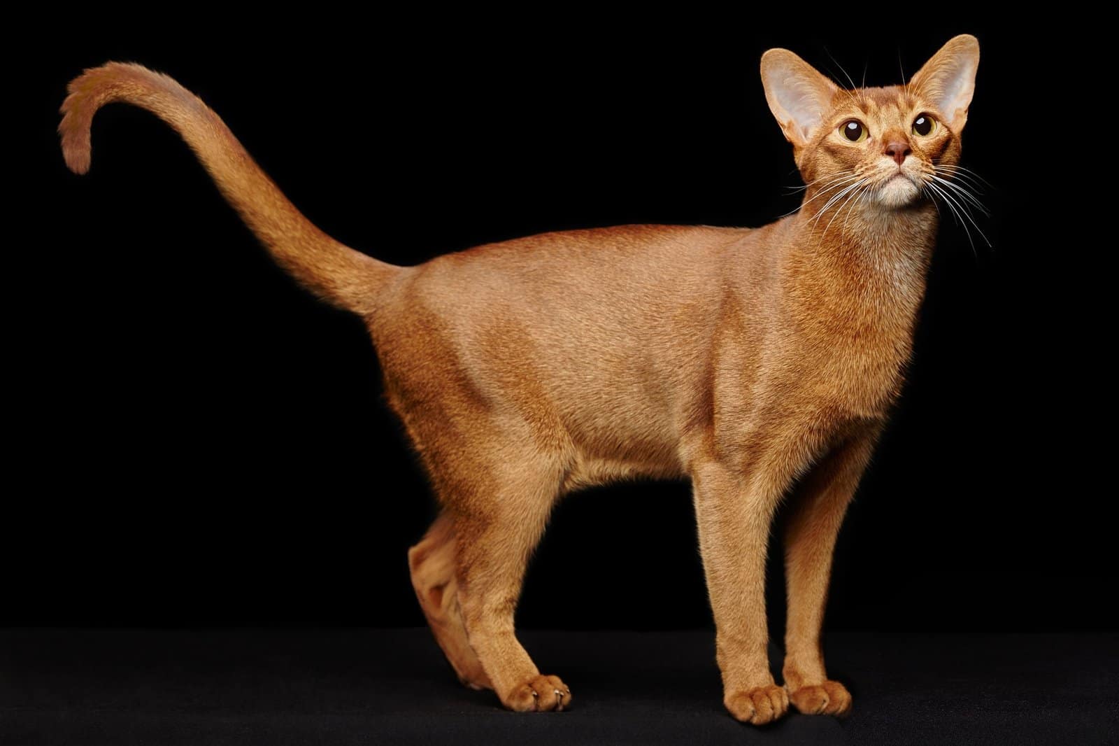 Portrait of beautiful young abyssinian cat