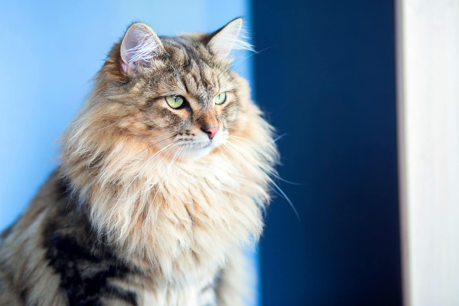 A beautiful fluffy cat of the Siberian breed sits in an apartment on the table