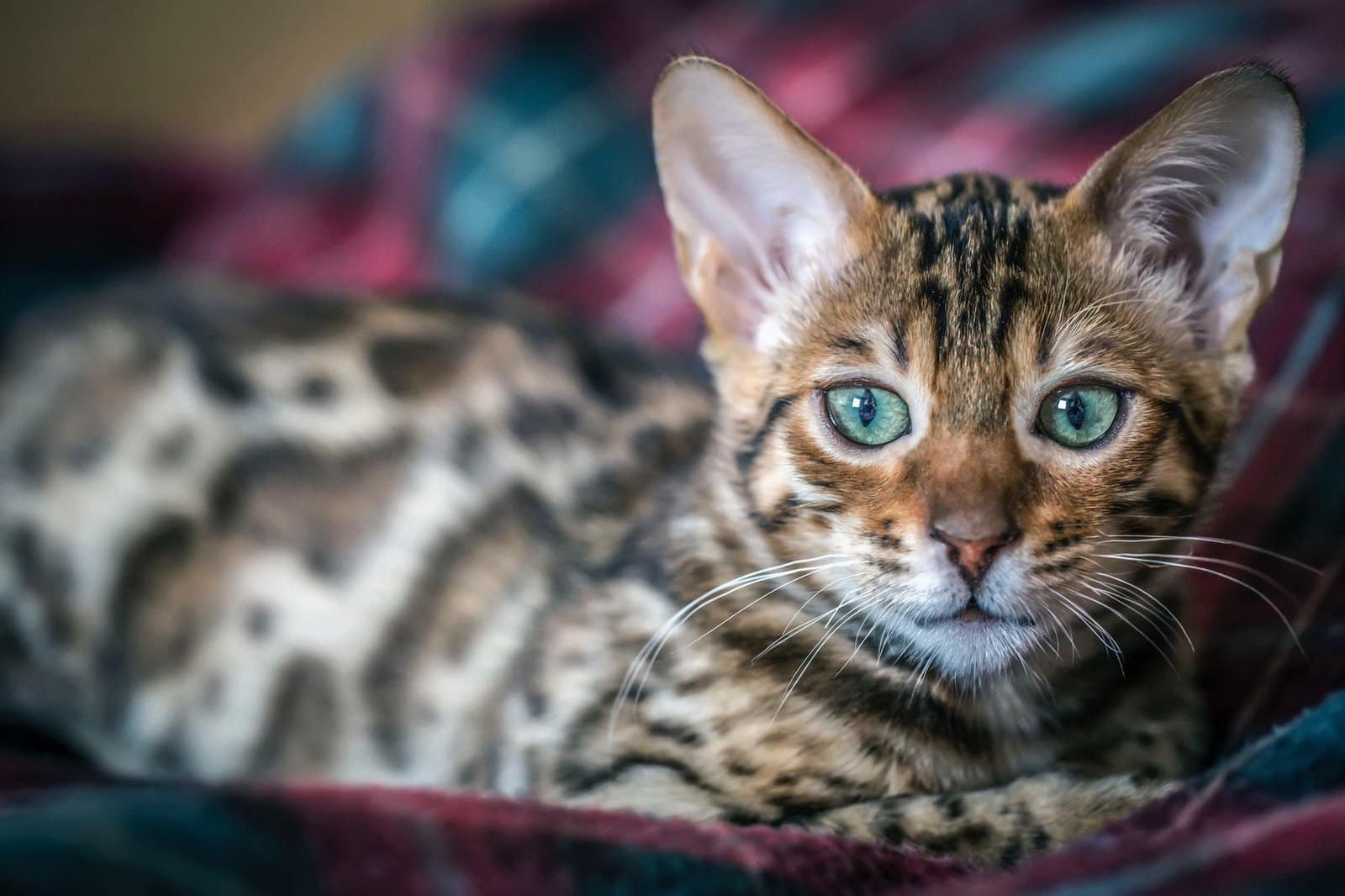 Bengal cat