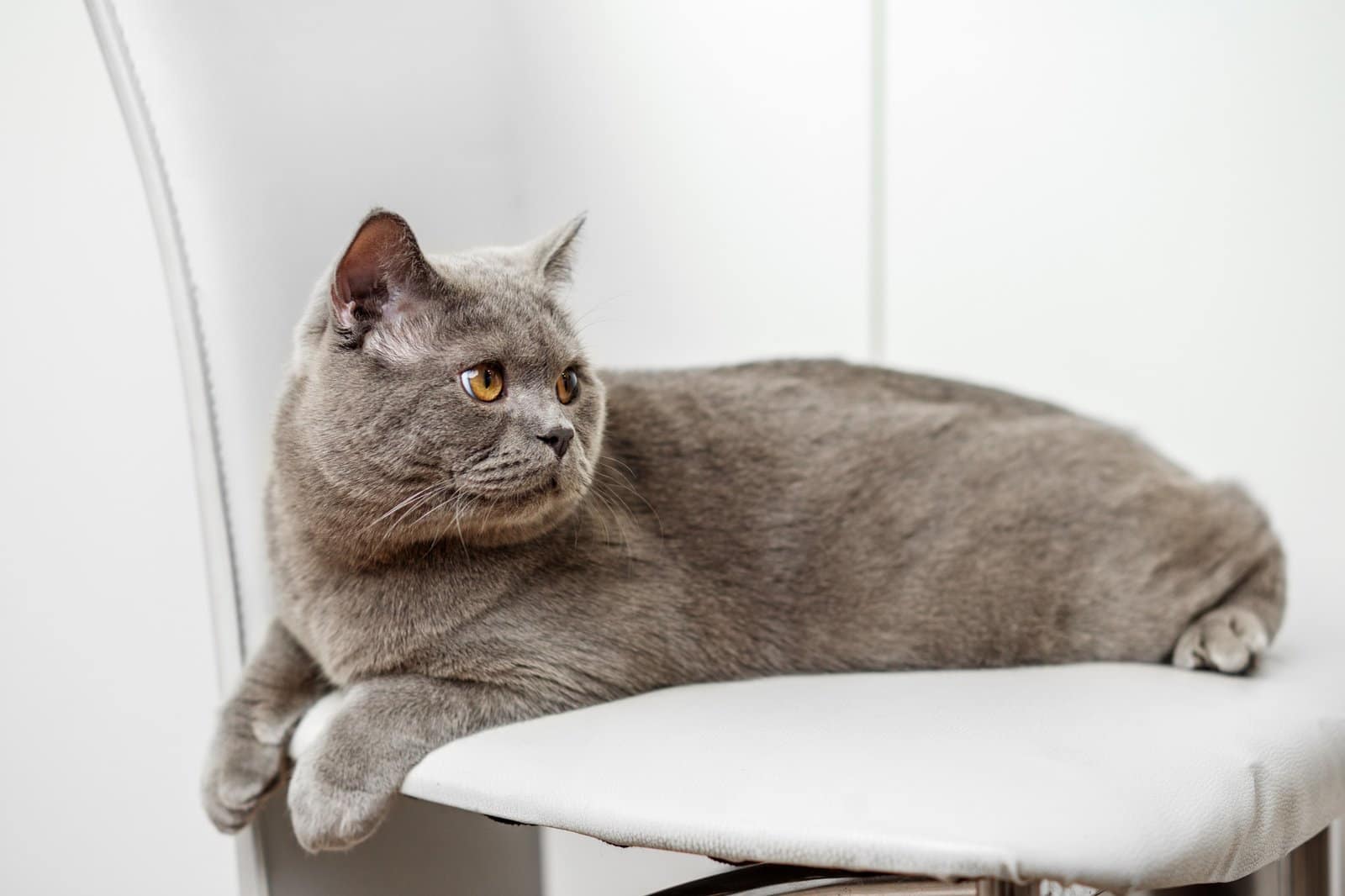 British Shorthair Cat Resting on Modern Chair.