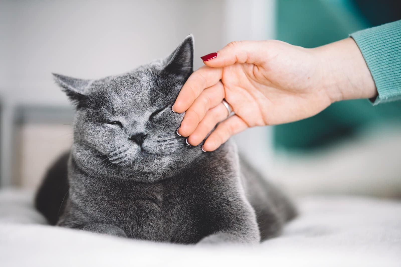 British shorthair cat stroked by a woman