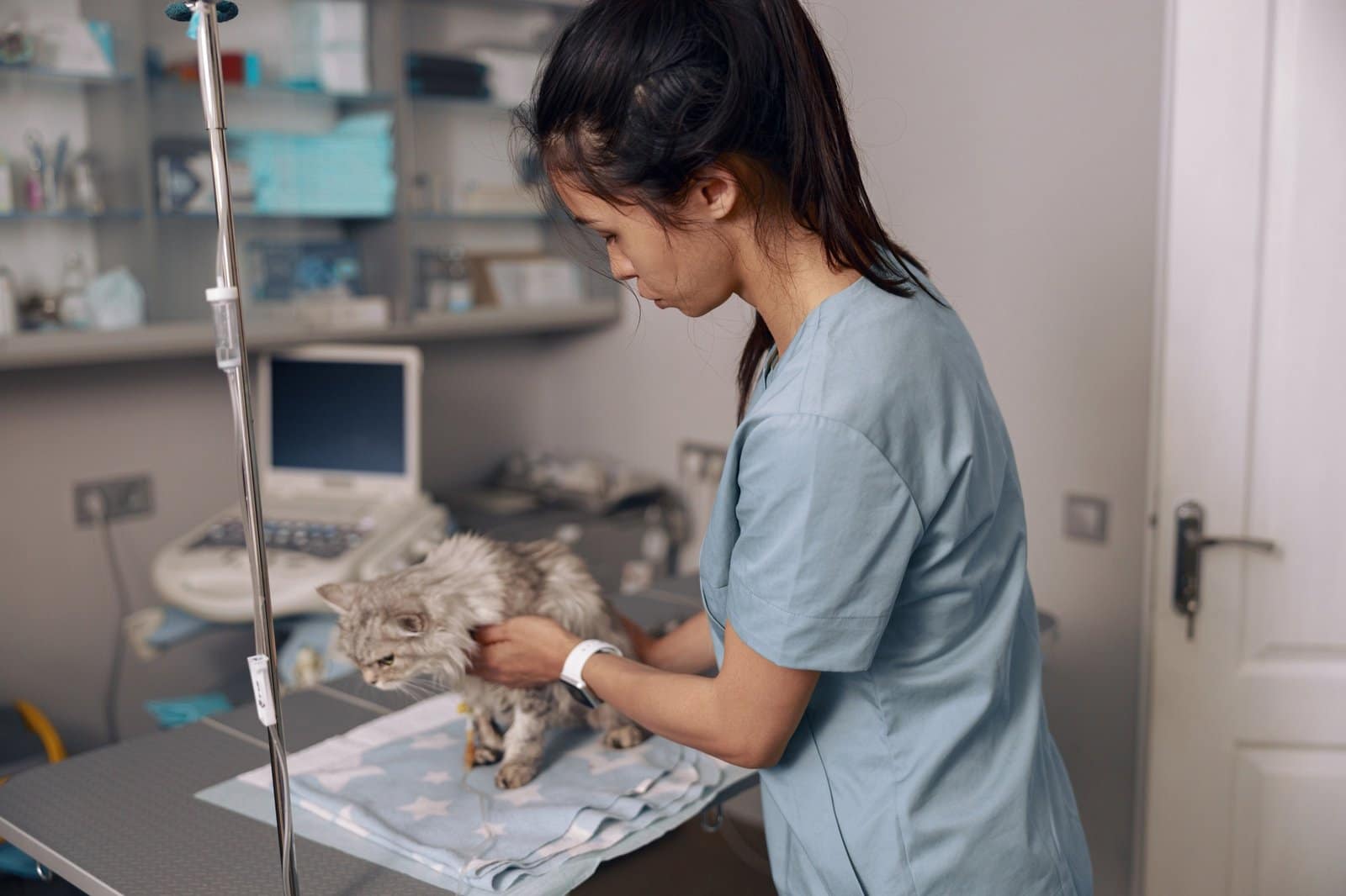 Un cuidadoso veterinario de uniforme calma a un mullido gato gris durante una infusión intravenosa en la clínica