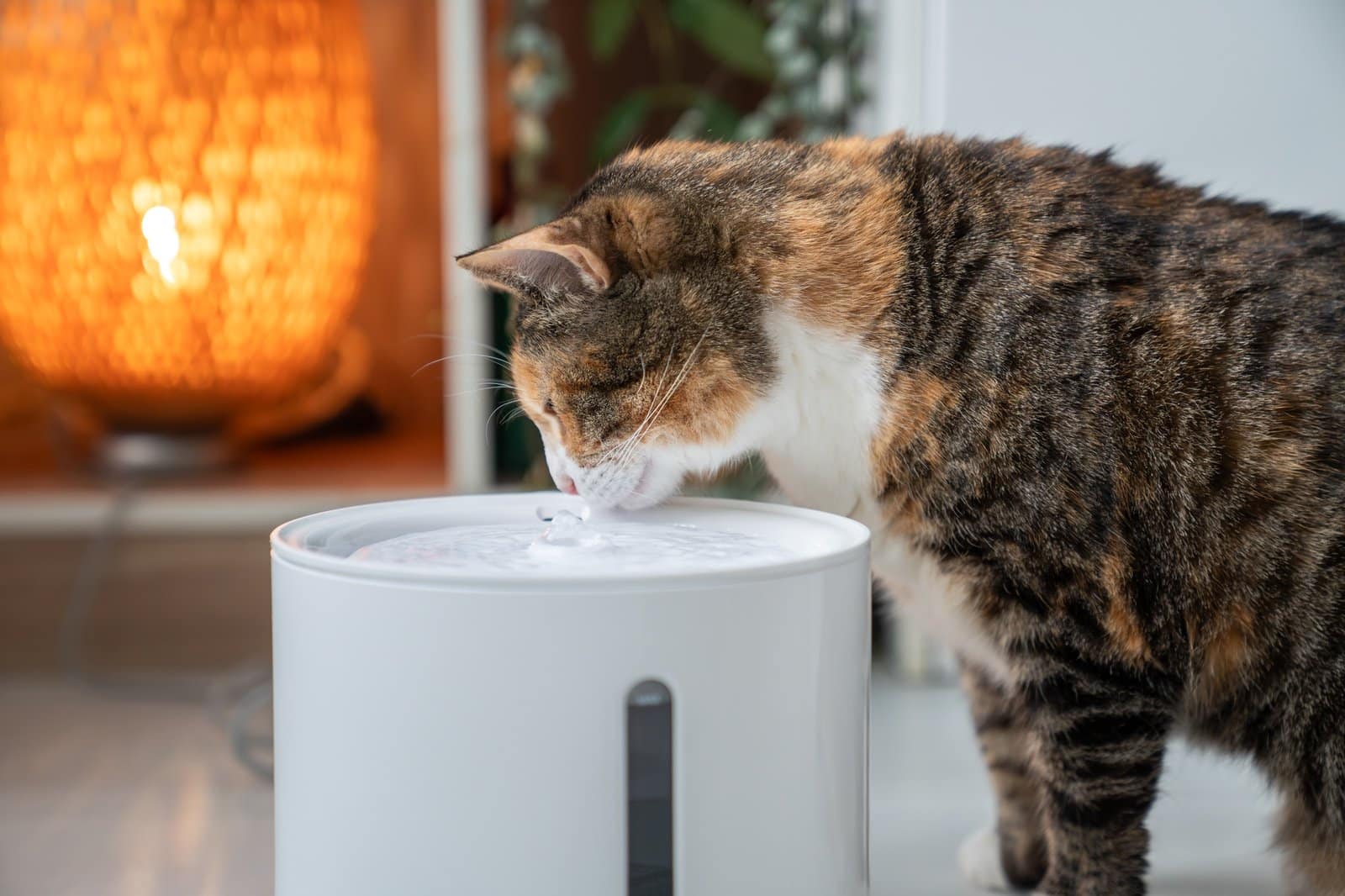 Gato bebiendo del dispensador automático de agua de cerca. Bebedero inteligente para mascotas con conexión a aplicación móvil.