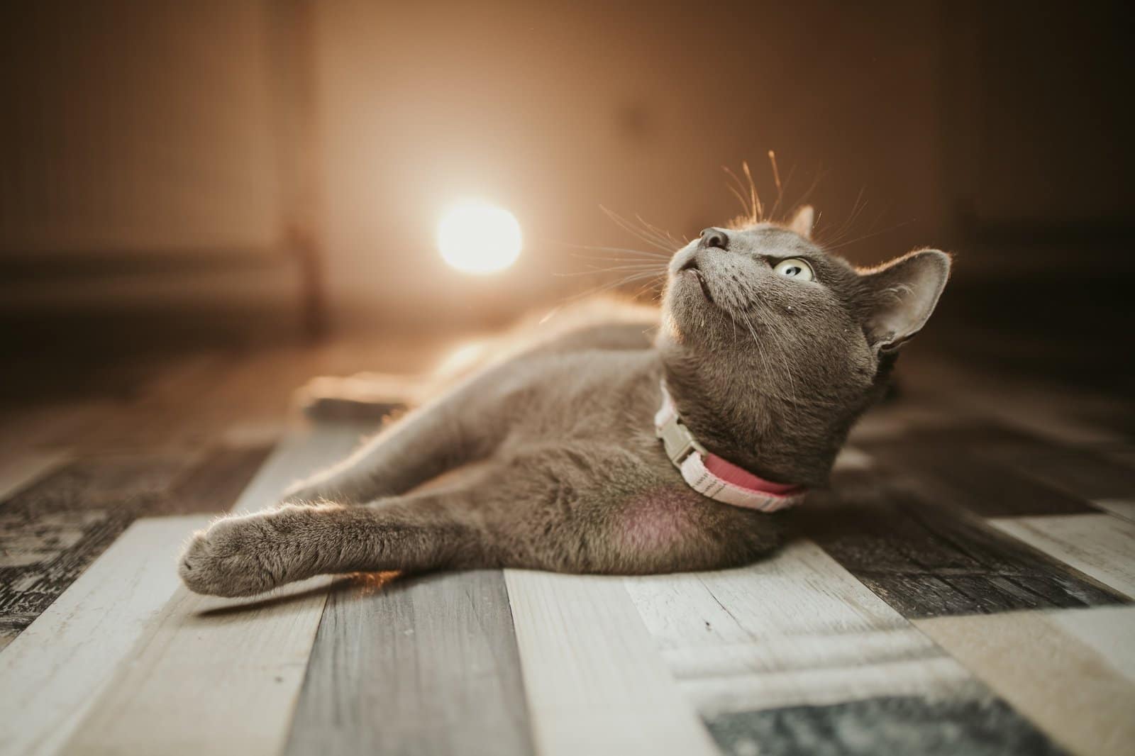 Closeup shot of a black domestic Bombay cat laying on the floor