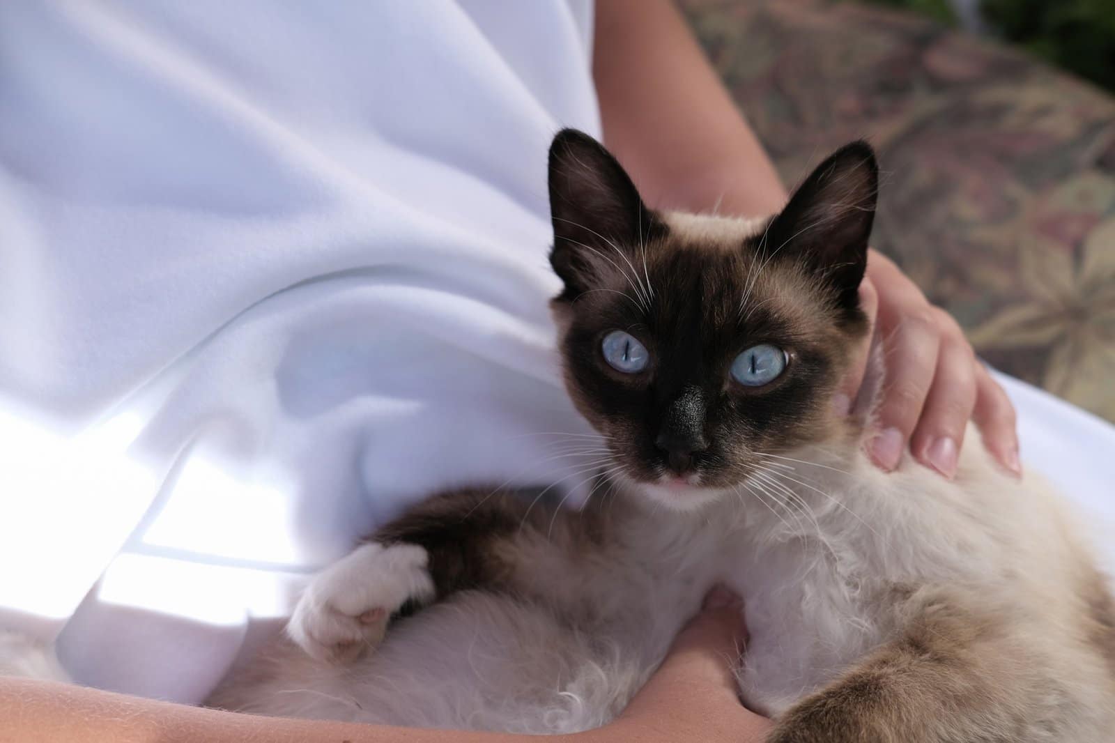 cute balinese cat laying and looking at viewer