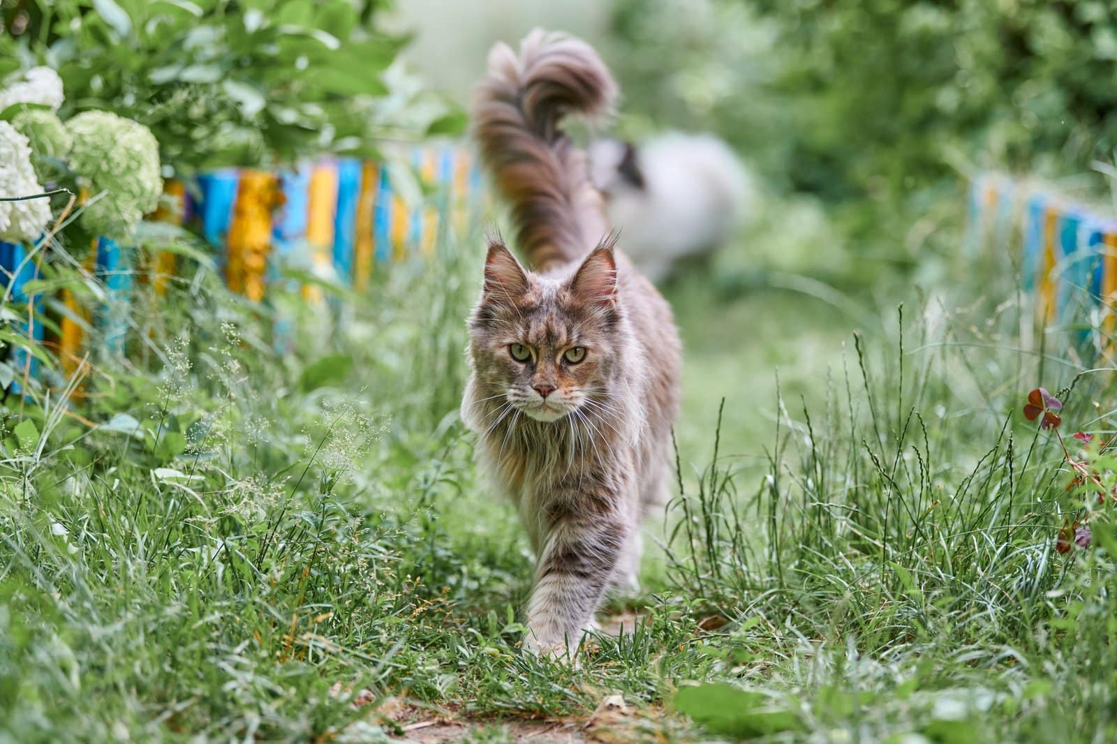 Maine coon cat in garden