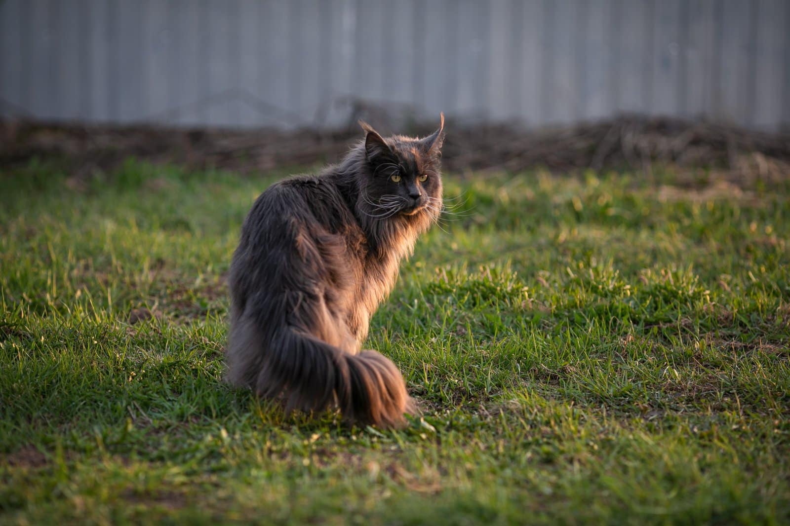 maine coon
