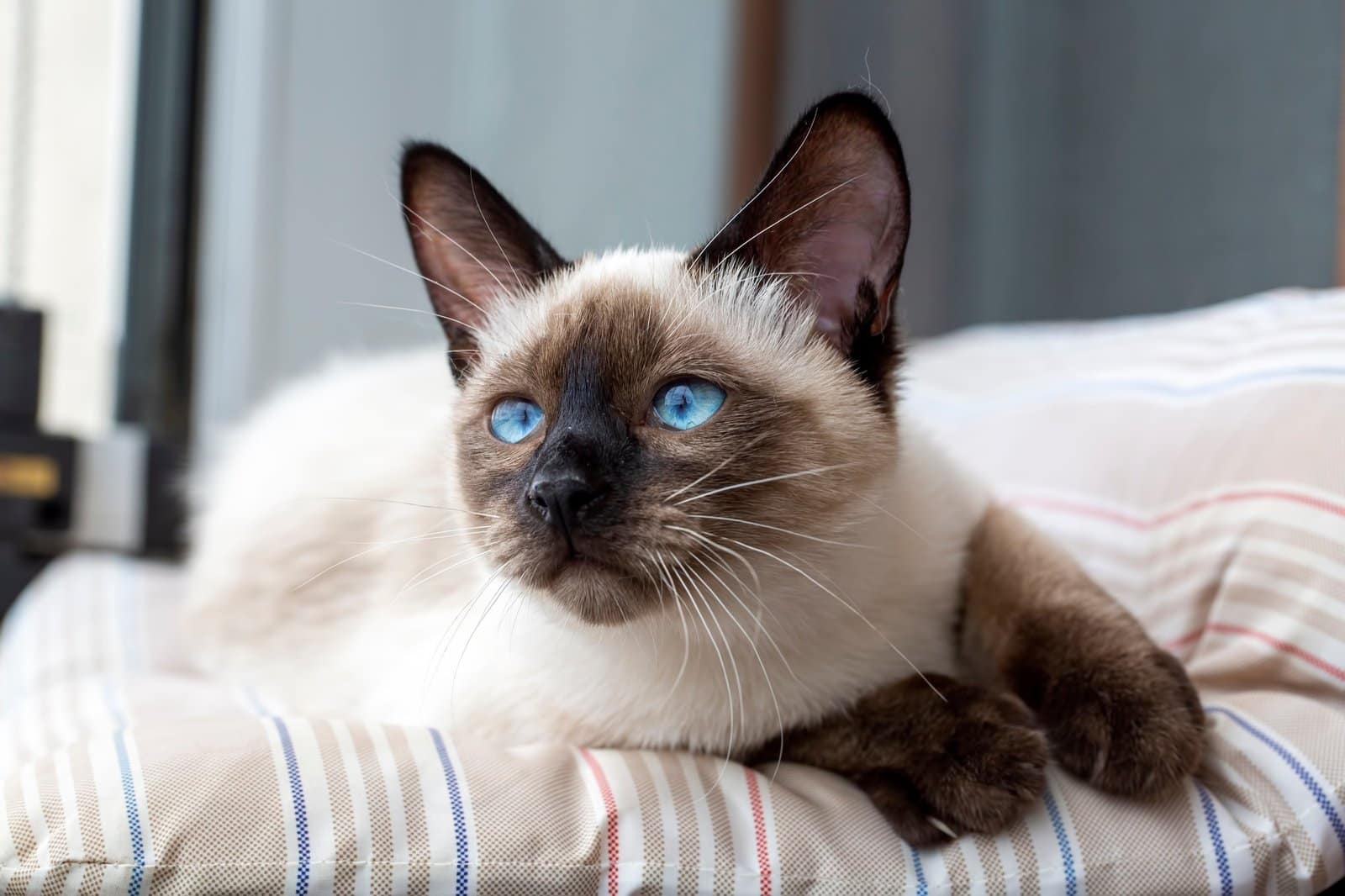 Pet animal; cute siamese cat