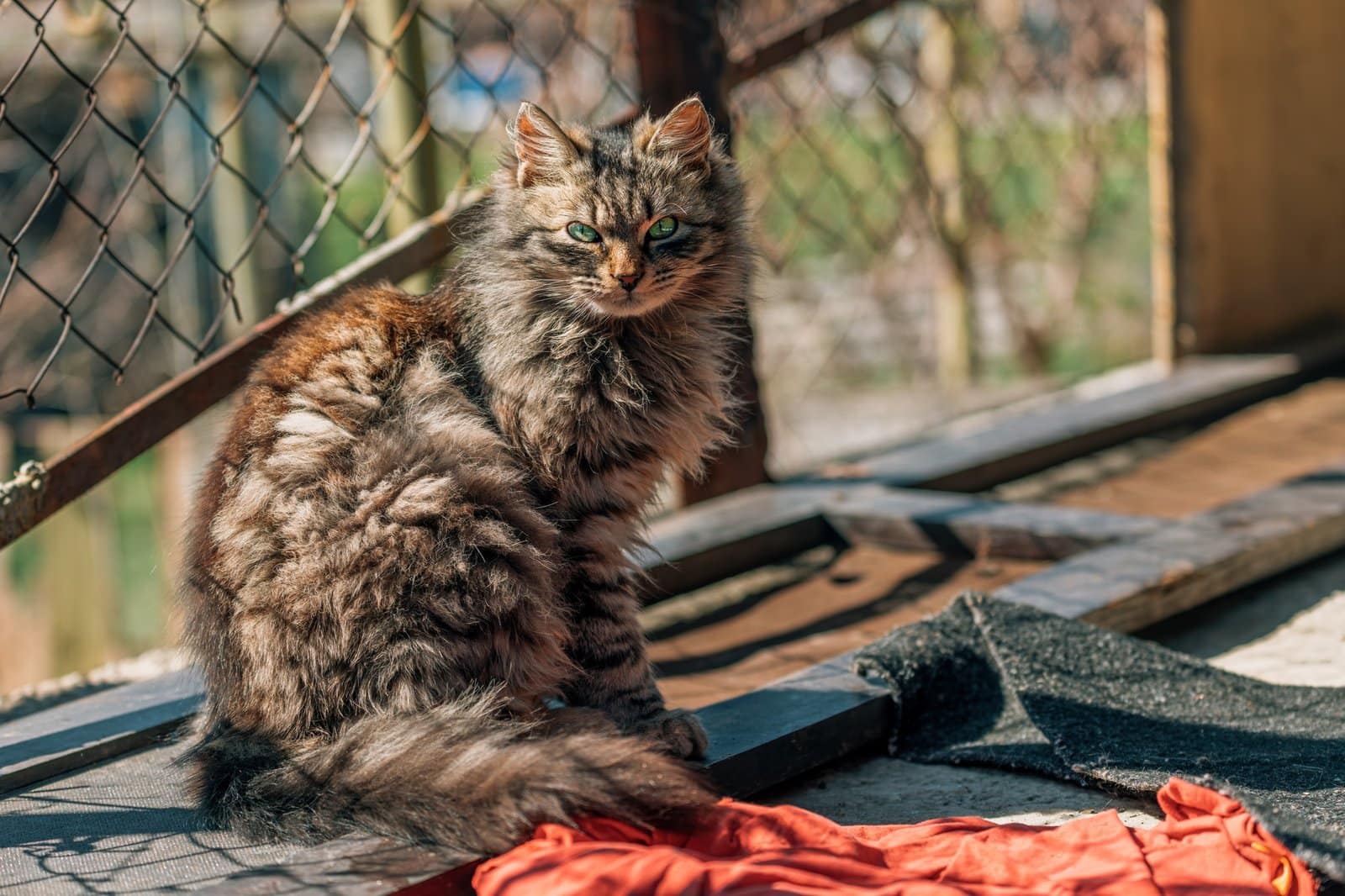 Portrait of a furry mixed breed female domestic cat with green eyes that resembles with Ragamuffin