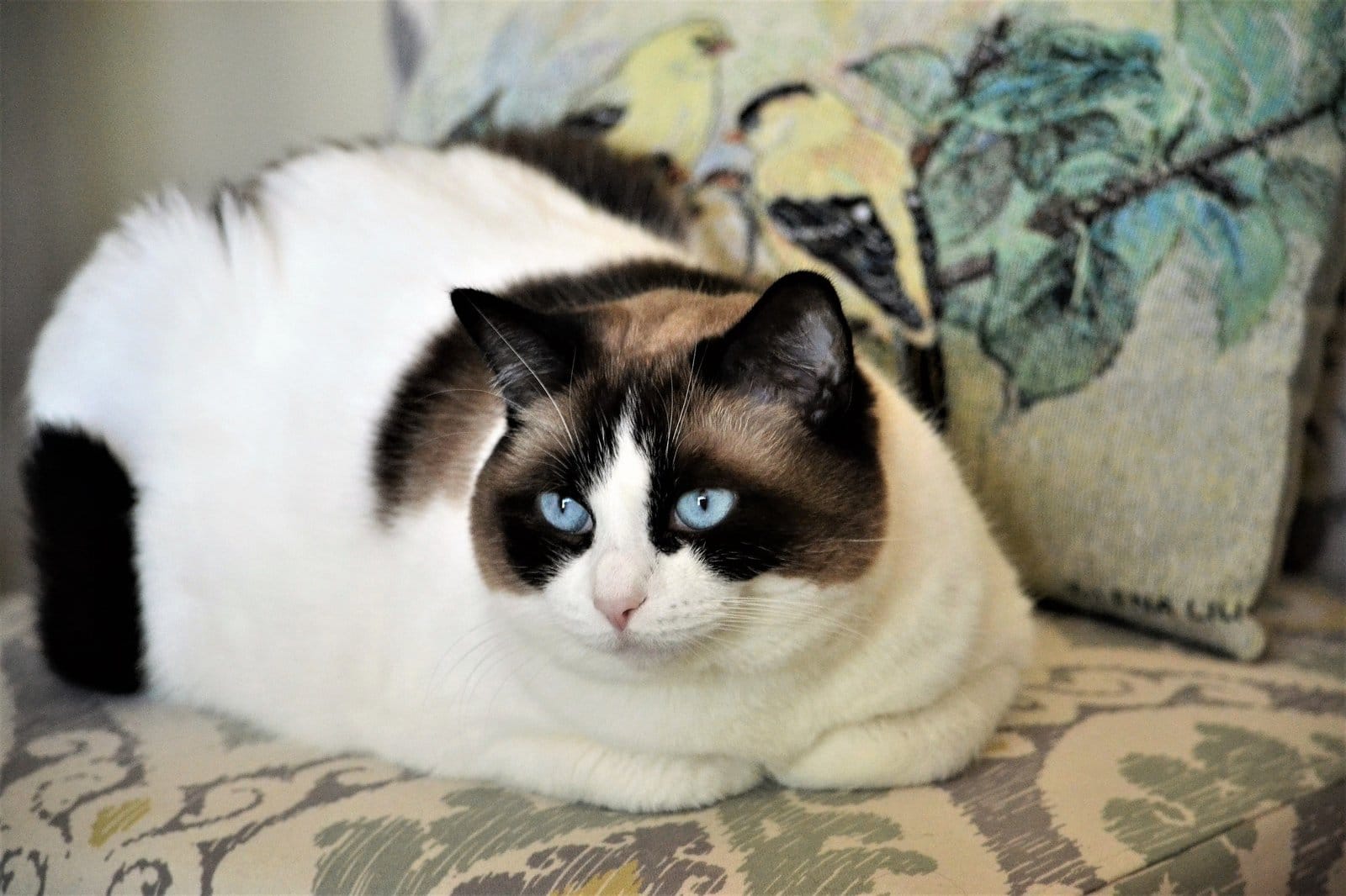Ragdoll cat with bright blue eyes