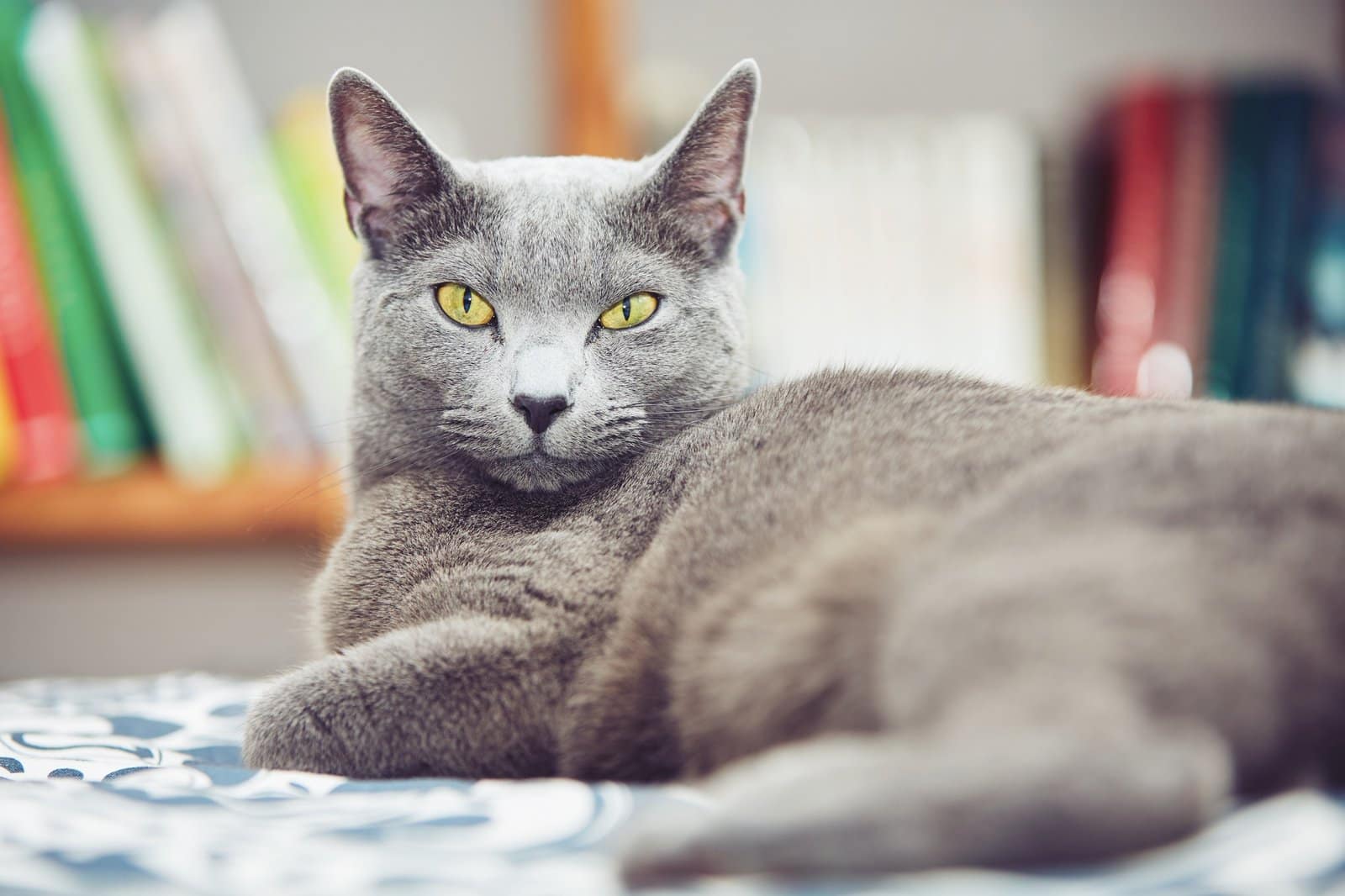 Russian blue cat