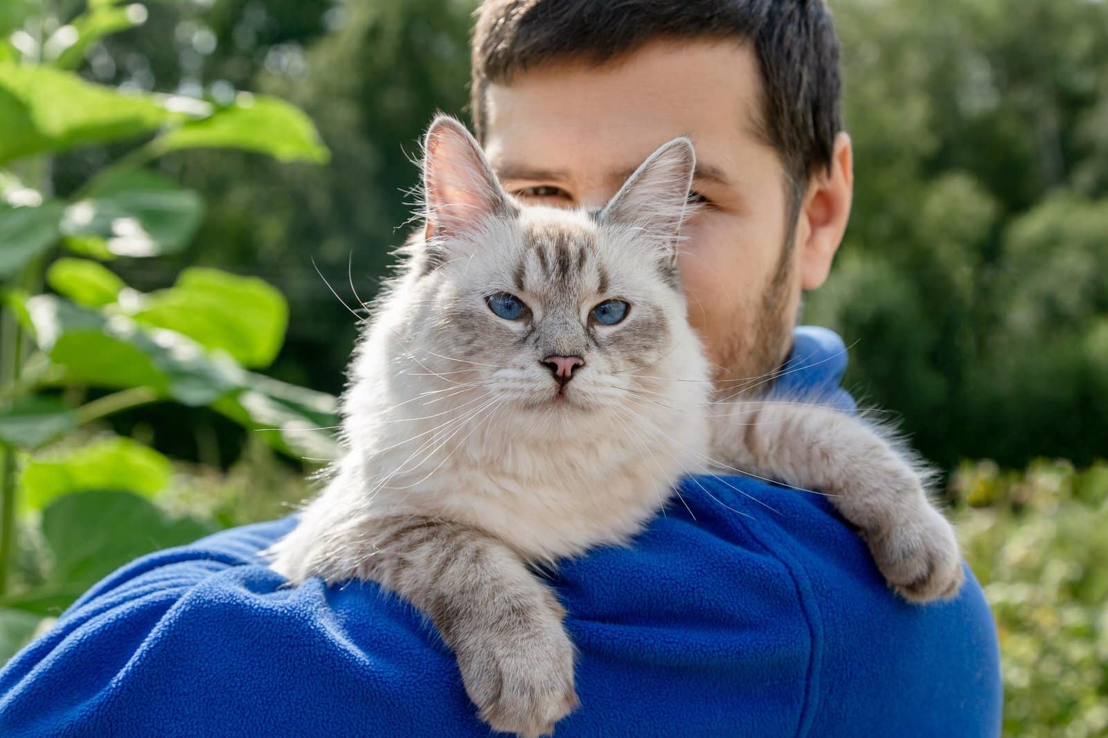 Siberian cat breed Neva Masquerade in the hands of the owner