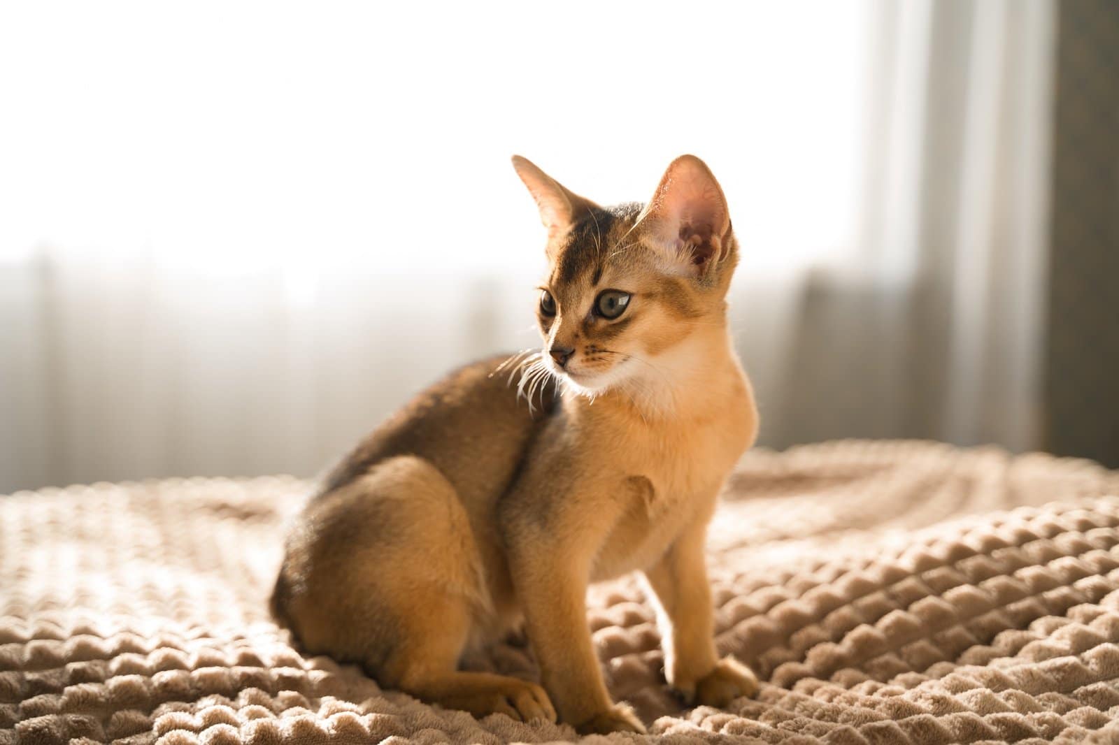 Small kitten cat of the Abyssinian breed lies, sleeps sweetly on soft blanket on bed. Funny fur fluf