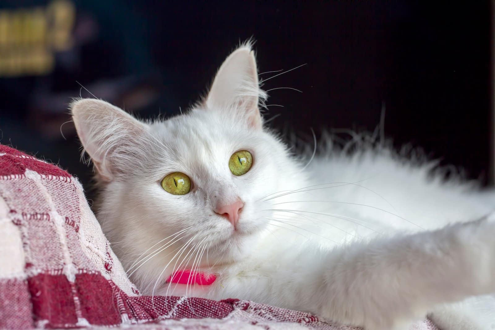 White cat (Turkish Ankara Angora cat)