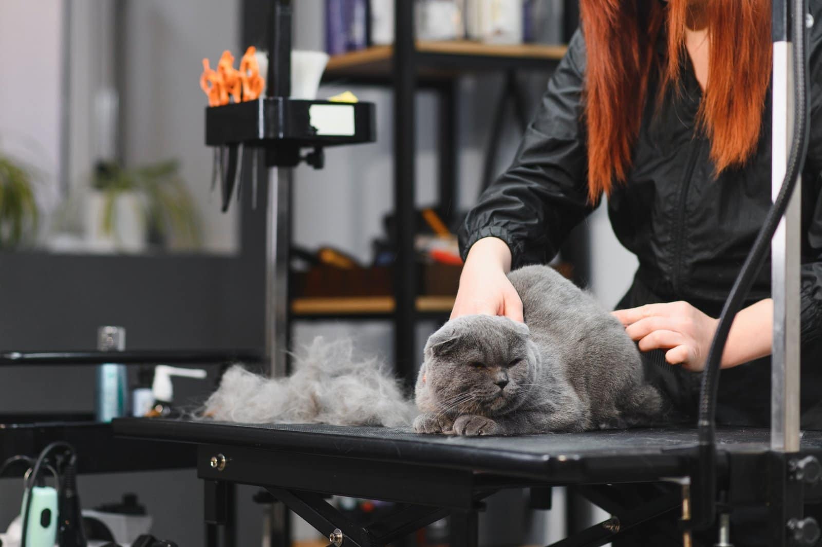 Katzenpflege im Schönheitssalon für Haustiere. Grooming Master schneidet und rasiert eine Katze, kümmert sich um eine Katze.