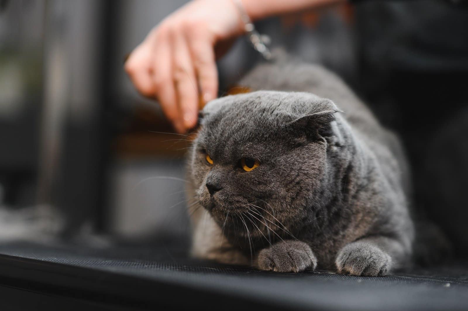 Cat grooming in pet beauty salon. Grooming master cuts and shaves a cat, cares for a cat.